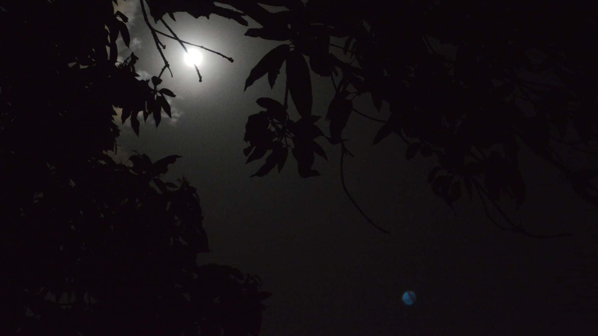 Dark Night 桌布 壁紙 — 一輪明月穿過黑暗的樹影照耀，夜空中可見一顆微藍的行星。
