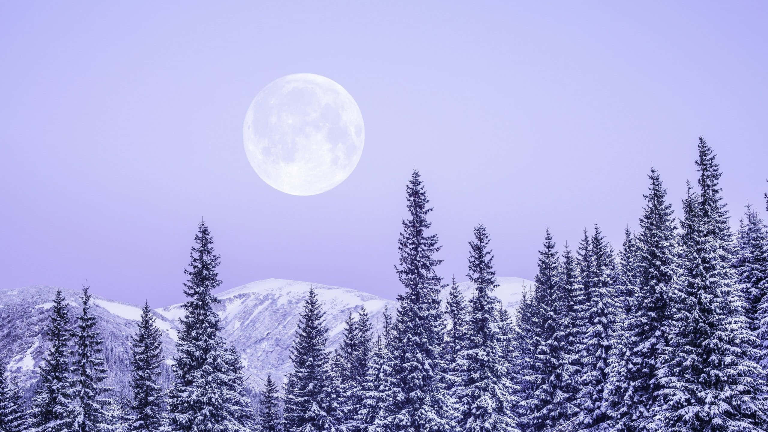winter solstice 桌布 壁紙 — 一輪滿月在薰衣草色的天空下照耀著白雪覆蓋的松樹和遠山。