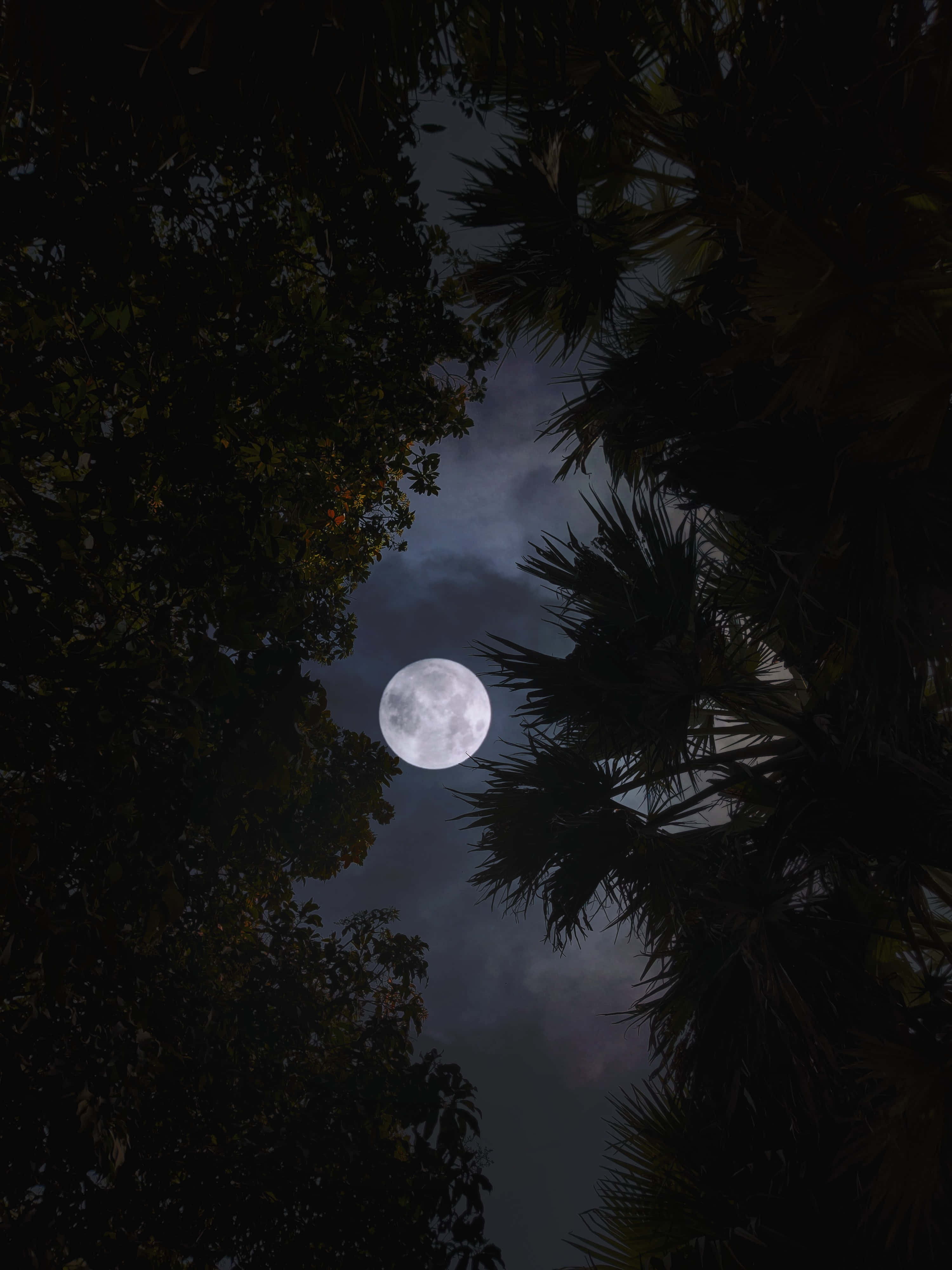 Moon Night 桌布 壁紙 — 一輪滿月穿過棕櫚樹和枝葉茂密的樹木剪影，在黑暗多雲的夜空下閃耀。