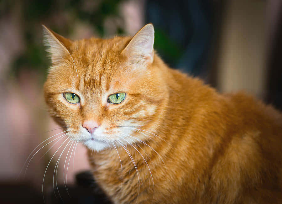 Red Cat 桌布 壁紙 — 一輯特寫鏡頭，捕捉一隻薑貓在柔和室內燈光下，以引人注目的綠色眼睛專注地凝視相機。