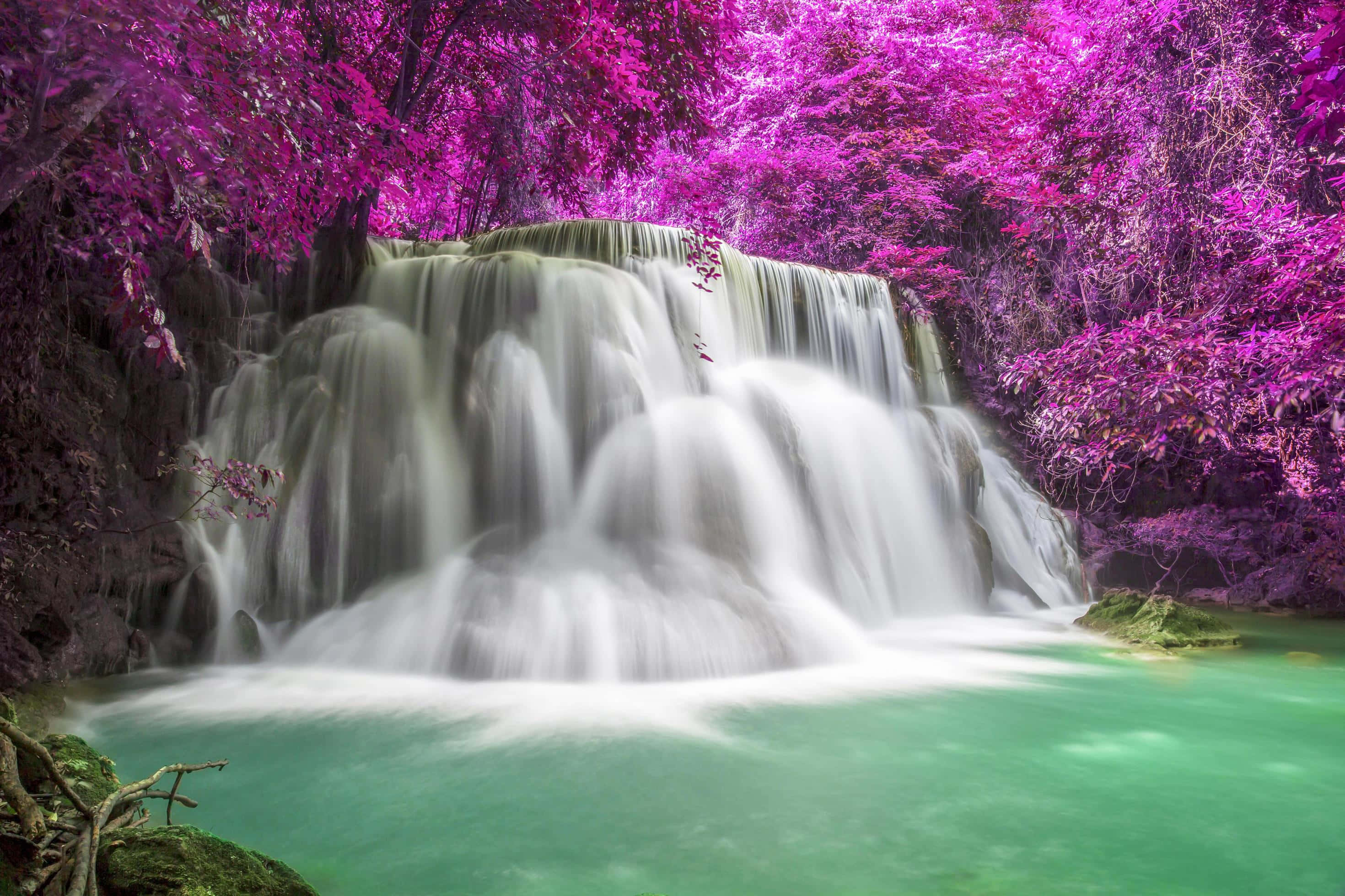 Nature Scenery 桌布 壁紙 — 一道寧靜的瀑布傾瀉而下，流入一片碧綠色的水池，上方是鮮豔的洋紅色樹冠。