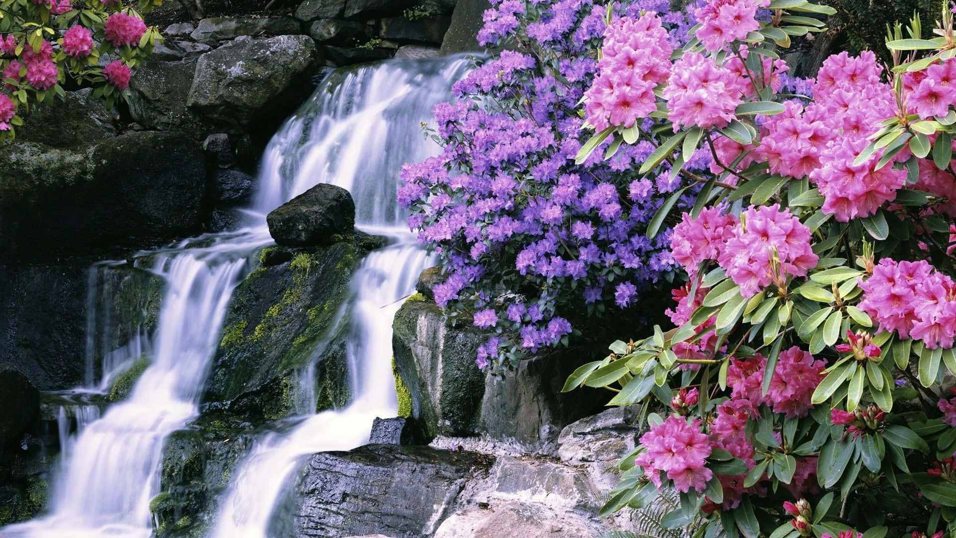 Waterfalls 桌布 壁紙 — 一道寧靜的瀑布在長滿苔蘚的岩石上傾瀉而下，旁邊是鮮豔的粉紅色和紫色開花灌木。