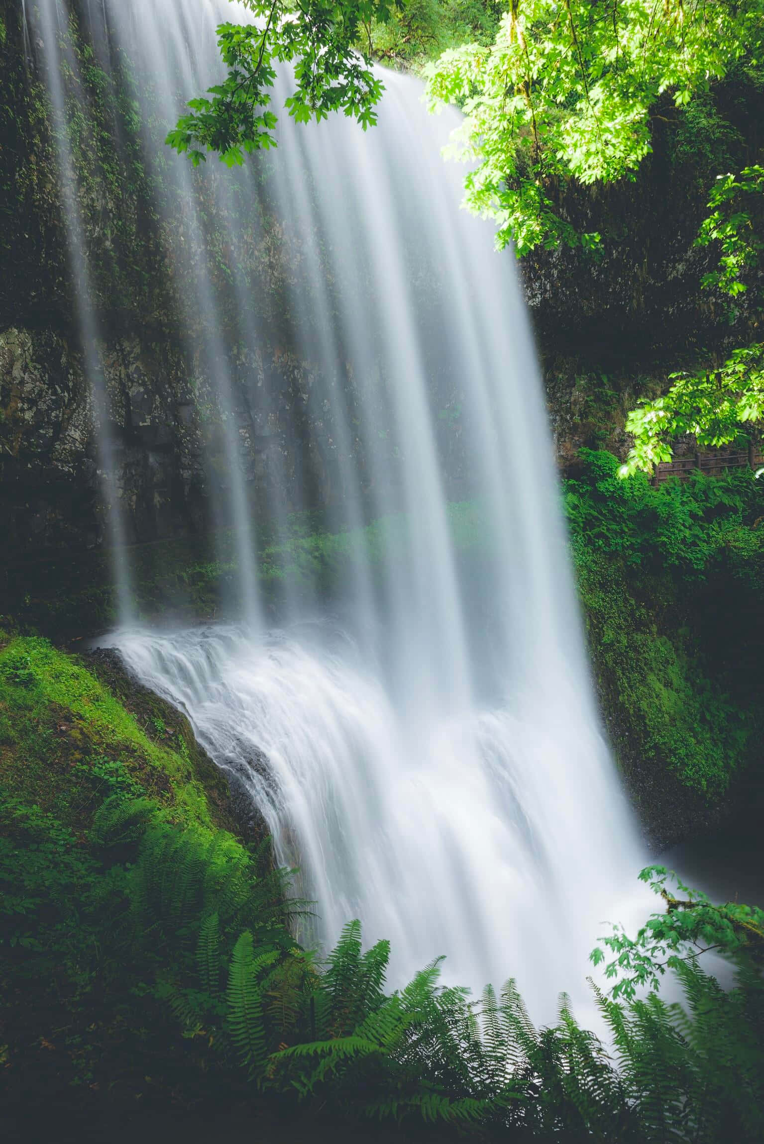 Nature Scenery 桌布 壁紙 — 一道寧靜的瀑布從長滿苔蘚的懸崖傾瀉而下，周圍環繞著茂密的綠色蕨類植物和垂下的樹木。
