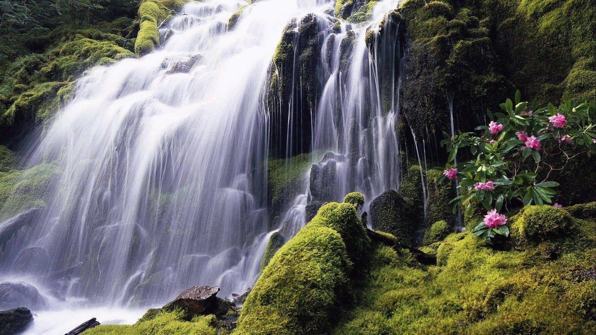 Waterfalls 桌布 壁紙 — 一道寧靜的瀑布流過長滿苔蘚的岩石，附近有鮮豔的粉紅色花朵在茂密的綠意中盛開。