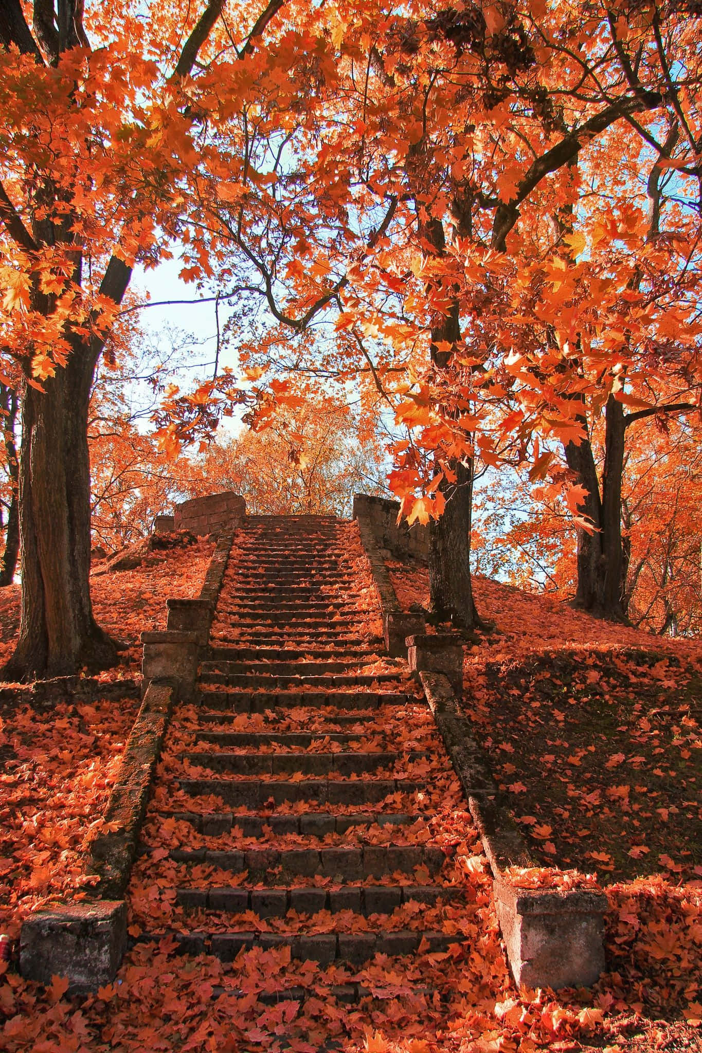 Autumn Season 桌布 壁紙 — 一道石階在晴朗的藍天下，穿過火紅橙色的楓葉樹冠向上延伸。