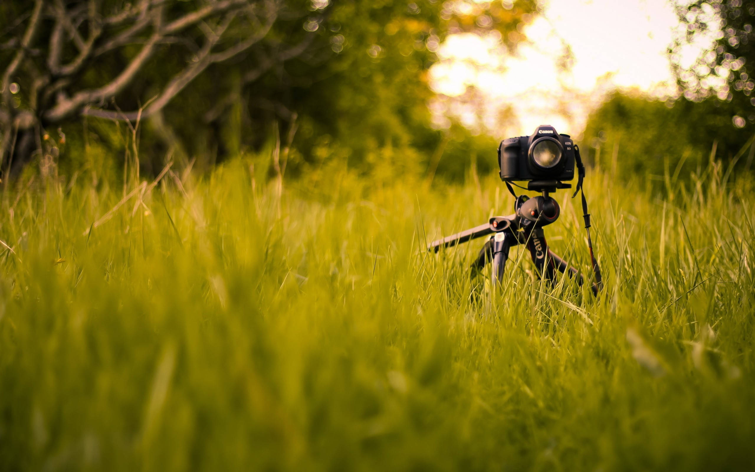 相機 桌布 壁紙 — 一部 DSLR 相機安裝在三腳架上，矗立在高大鮮綠的草叢中，背景中柔和的金色陽光透過樹木灑落。