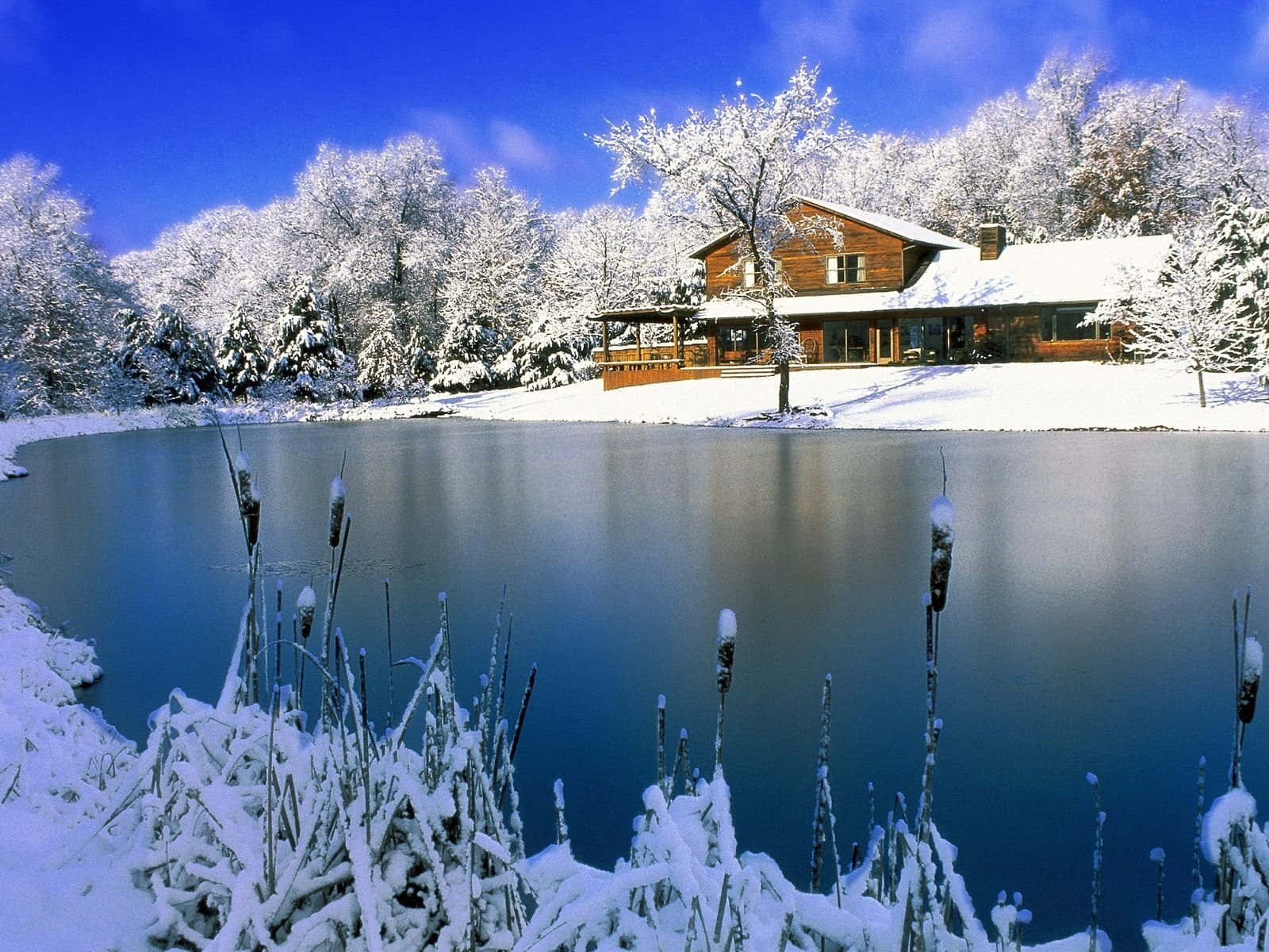 冬季場景 桌布 壁紙 — 一間舒適的木屋坐落在白雪覆蓋的湖邊，天空清澈湛藍，前景有結霜的蘆葦。