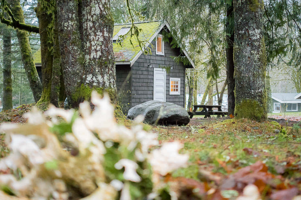 Fall Cabin 桌布 壁紙 — 一間舒適的灰色小屋，坐落在長滿苔蘚的樹木之間，有秋葉和前景的野餐桌。