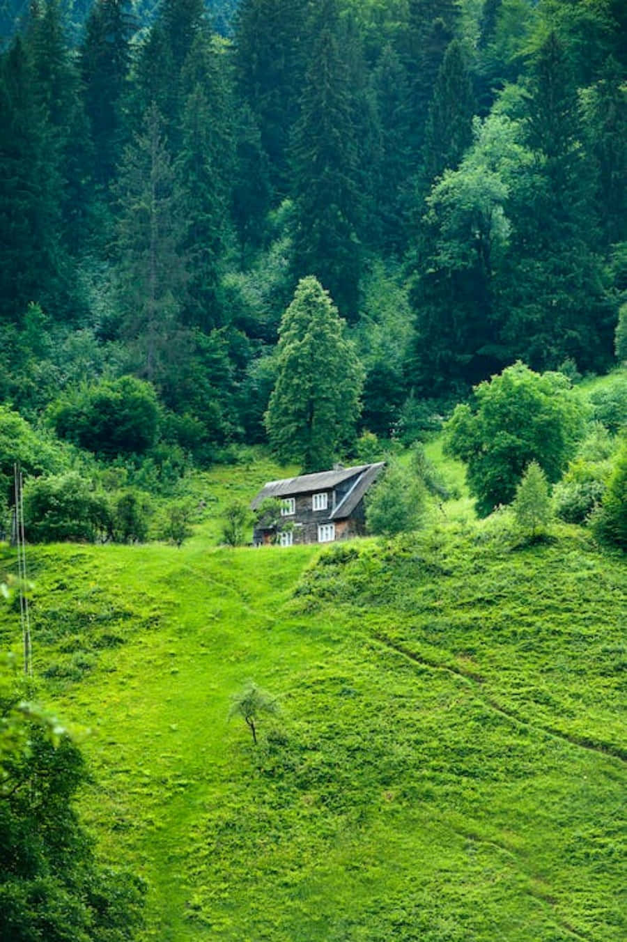 美景 桌布 壁紙 — 一間質樸的木屋坐落在鬱鬱蔥蔥的綠色山谷中，四周環繞著茂密的森林。