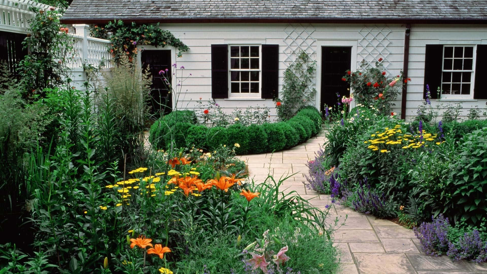 Cottage Garden 桌布 壁紙 — 一間迷人的白色小屋，配有黑色百葉窗，坐落在一個充滿活力的花園中，沿著一條石徑開滿了橙色百合、黃色雛菊和紫色花朵。