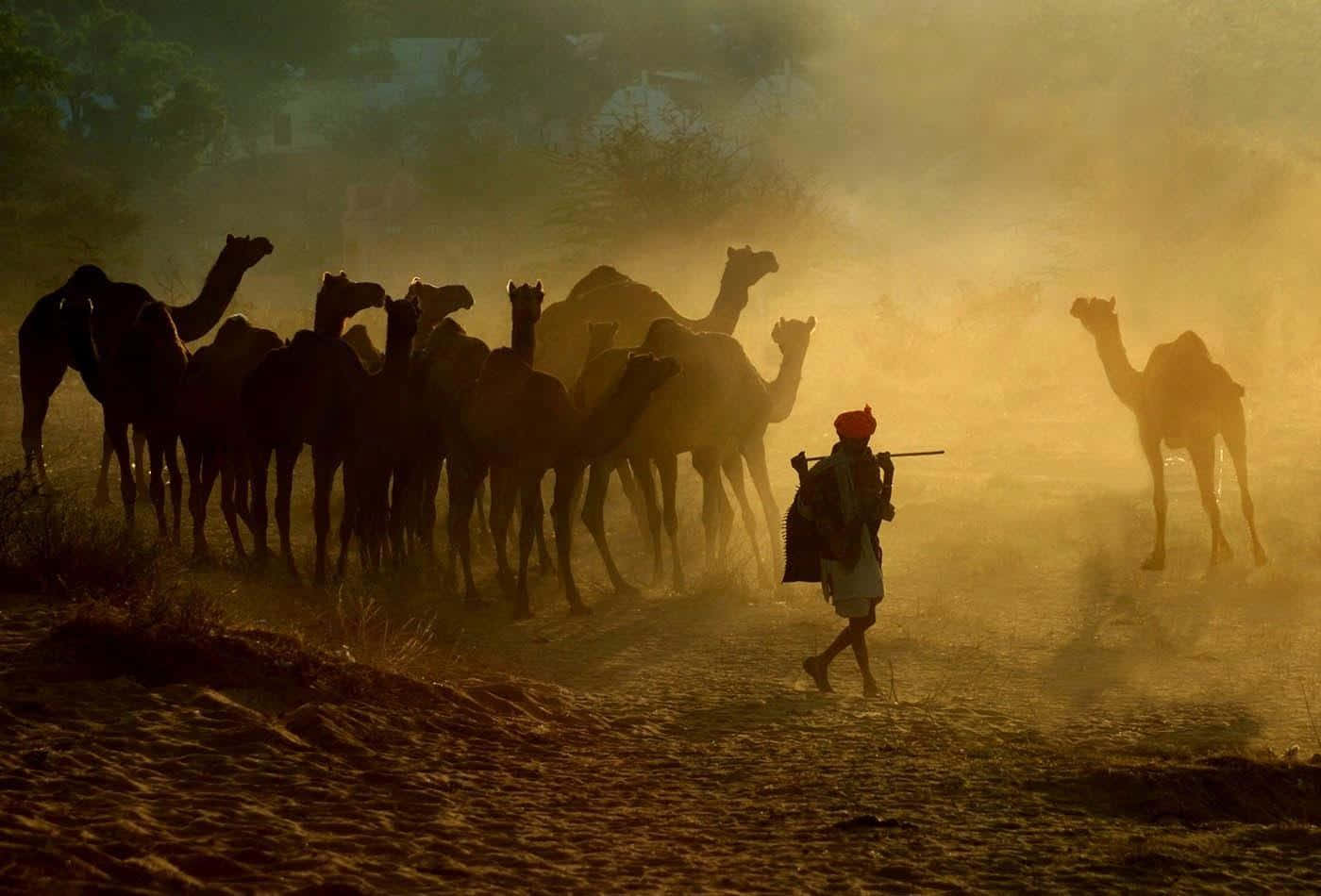Rajasthan 桌布 壁紙 — 一隊剪影駱駝商隊在金色塵埃中移動，一位戴紅色頭巾的人物在日出時引領他們穿越乾旱地形。