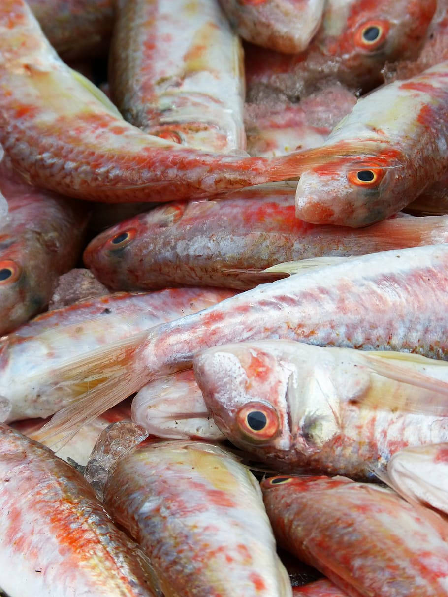 市場攤位上堆疊的新鮮紅鯛魚。