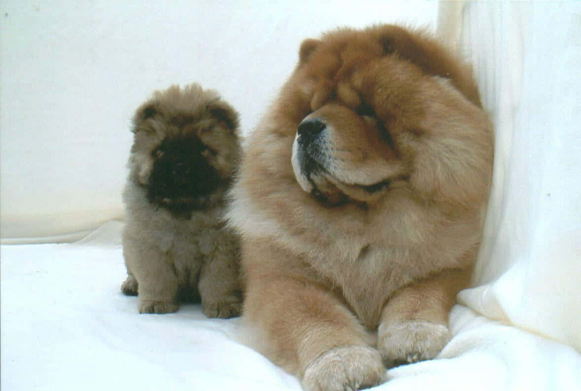 一隻 Chow Chow 幼犬擺姿拍照 壁紙 — 一隻毛茸茸的成年鬆獅犬和一隻較小的幼犬坐在白色毛毯上，背景為純白色。