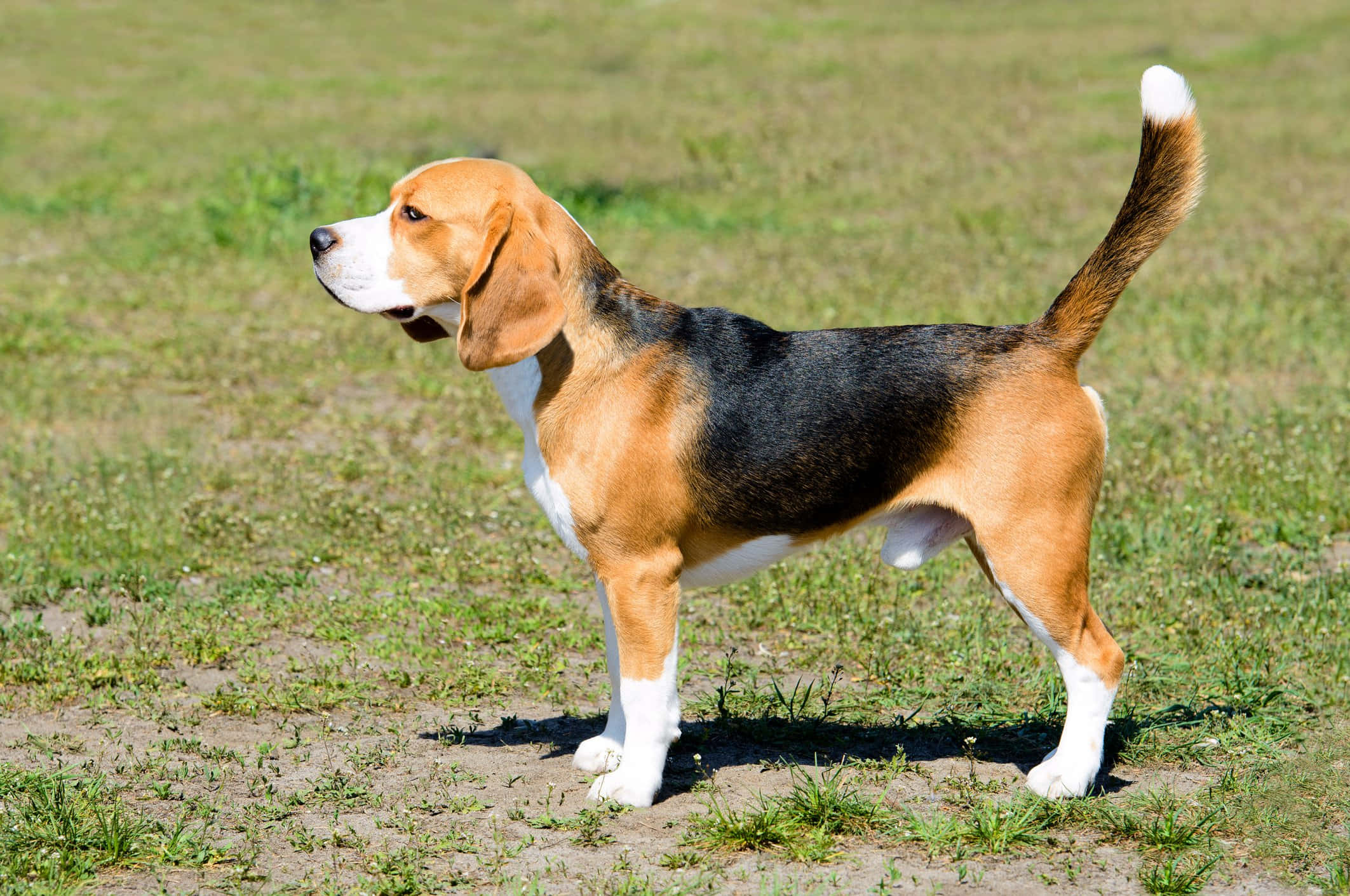 Beagle 桌布 壁紙 — 一隻三色比高獵犬在陽光照耀的草地上警覺地站著，尾巴翹起。