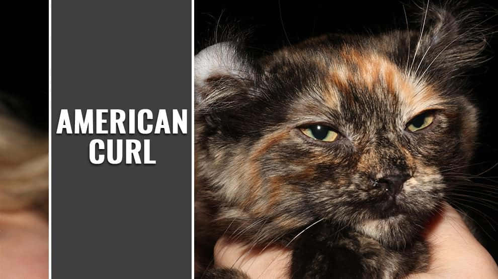 American Curl 桌布 壁紙 — 一隻三色美國捲毛貓，擁有獨特的捲曲耳朵，在深色背景下被輕輕抱著的特寫。