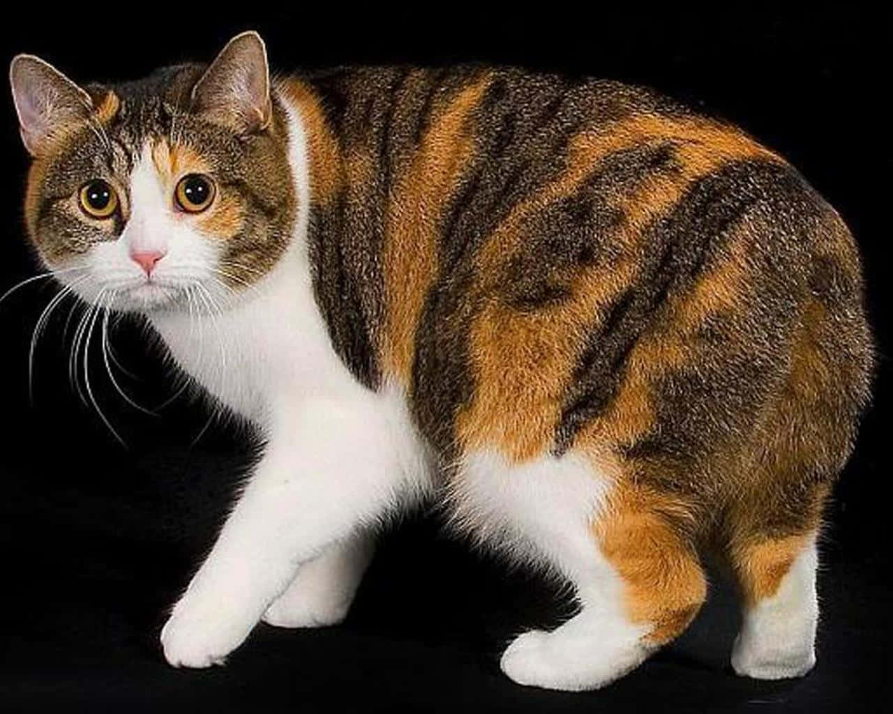 Manx Cat 桌布 壁紙 — 一隻三色貓，白色爪子，橙色棕色斑點，在黑色背景下警覺地站立。