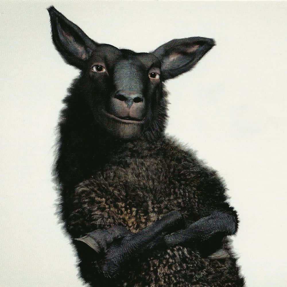 Black Sheep 桌布 壁紙 — 一隻交叉雙臂的黑羊，在純白背景前自信地凝視。