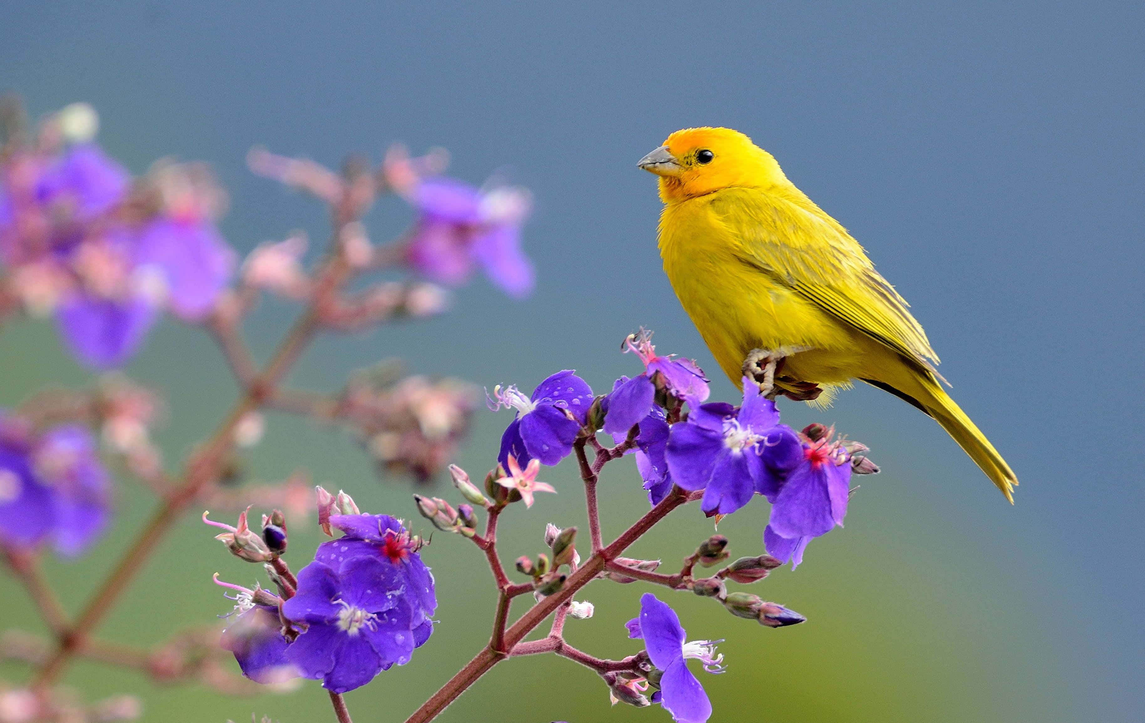 Beautiful Birds 桌布 壁紙 — 一隻亮黃色的小鳥輕盈地棲息在一簇鮮豔的紫色花朵上，背景是柔和的藍天。