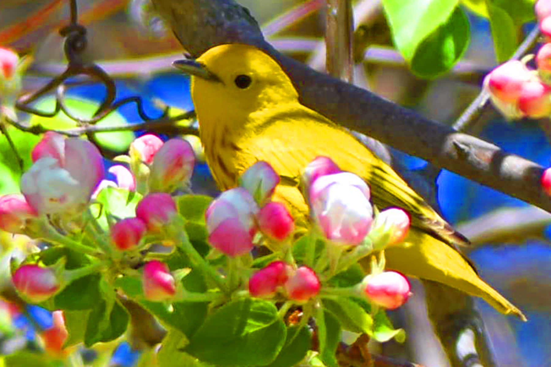 Yellow Warbler 桌布 壁紙 — 一隻亮黃色的鶯鳥棲息在陽光照耀的樹枝上，周圍是粉紅和白色的花朵。