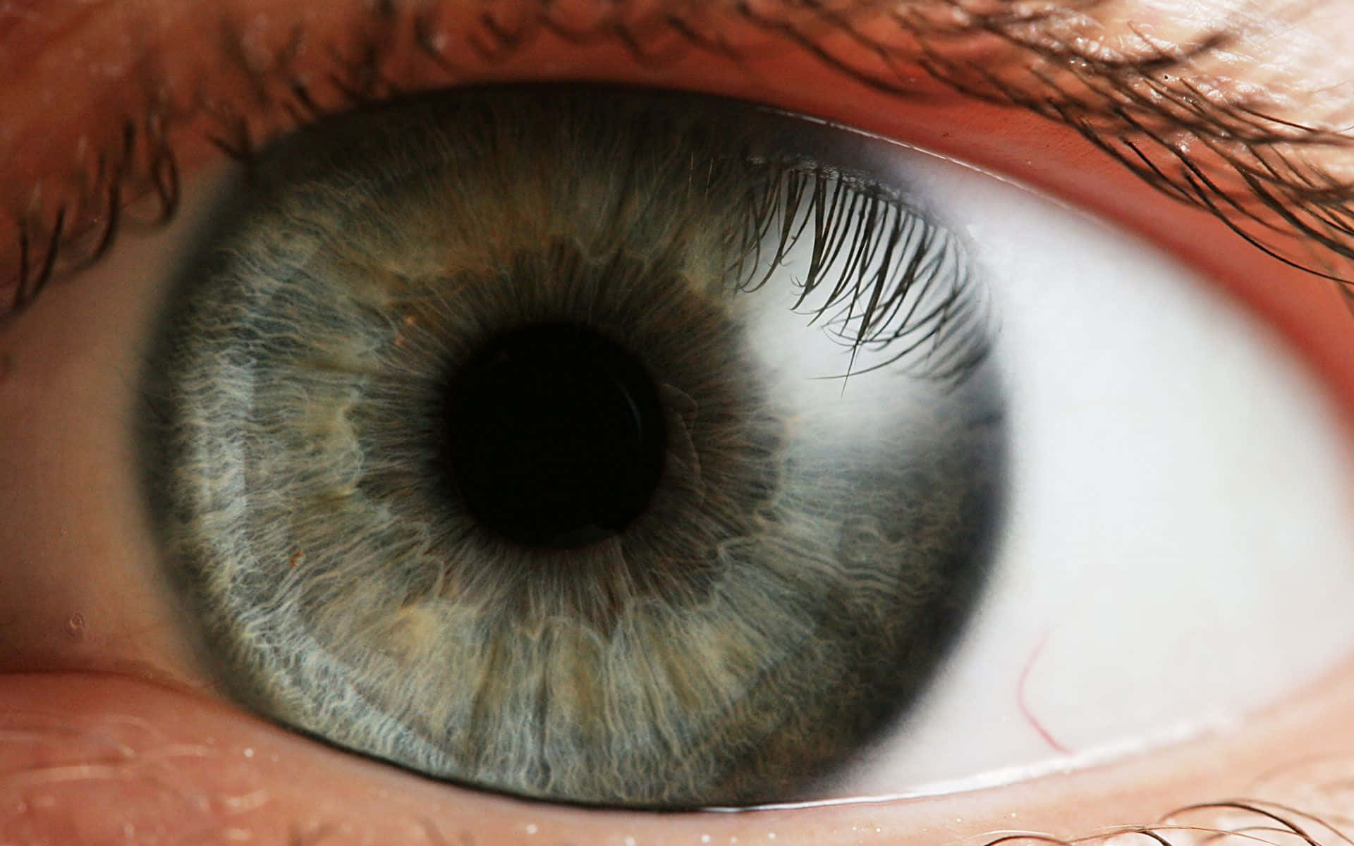 Eyes 桌布 壁紙 — 一隻人眼的超現實特寫，帶有複雜的灰色虹膜圖案和長長的深色睫毛。