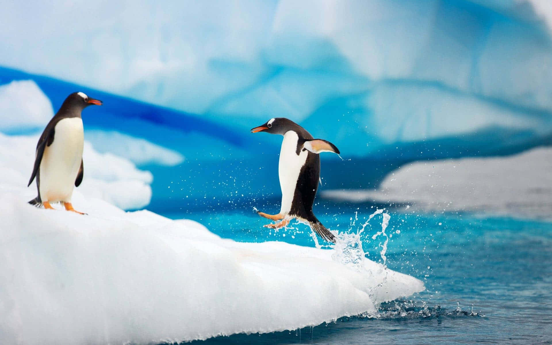 Antarctica 桌布 壁紙 — 一隻企鵝從冰山上跳入充滿活力的藍色水中，另一隻在冰上站崗。