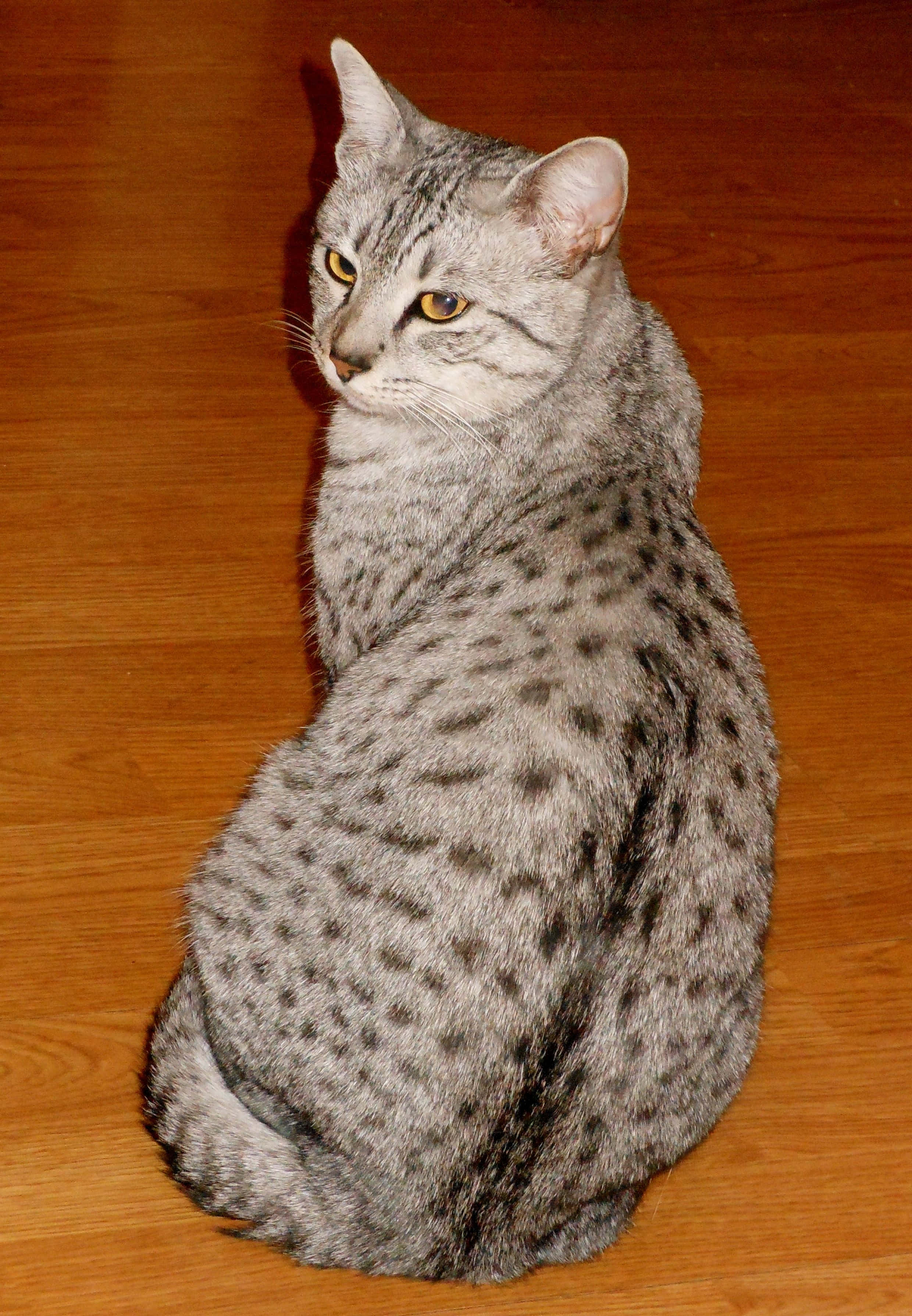 Egyptian Mau 桌布 壁紙 — 一隻修長有斑點的貓，琥珀色的眼睛，坐在溫暖的木地板上，若有所思地回頭看。
