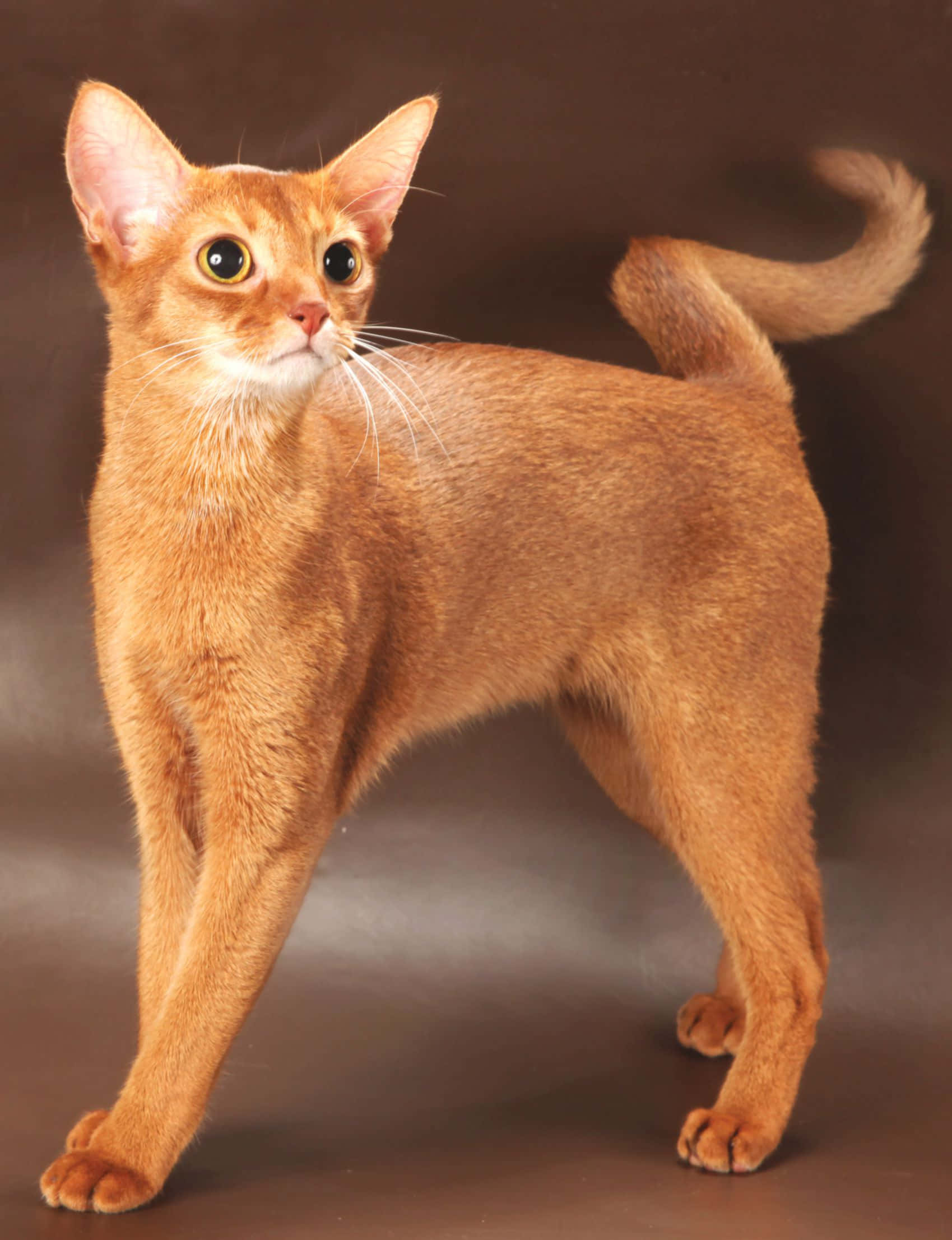 Abyssinian 桌布 壁紙 — 一隻修長的薑黃色阿比西尼亞貓警覺地站立，大眼睛和彎曲的尾巴，背景是深色攝影棚。