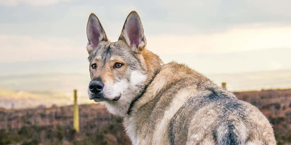 wolfdog 桌布 壁紙 — 一隻像狼的狗，豎起警覺的耳朵，琥珀色的眼睛，站在薄霧籠罩的開闊田野中，天空柔和。