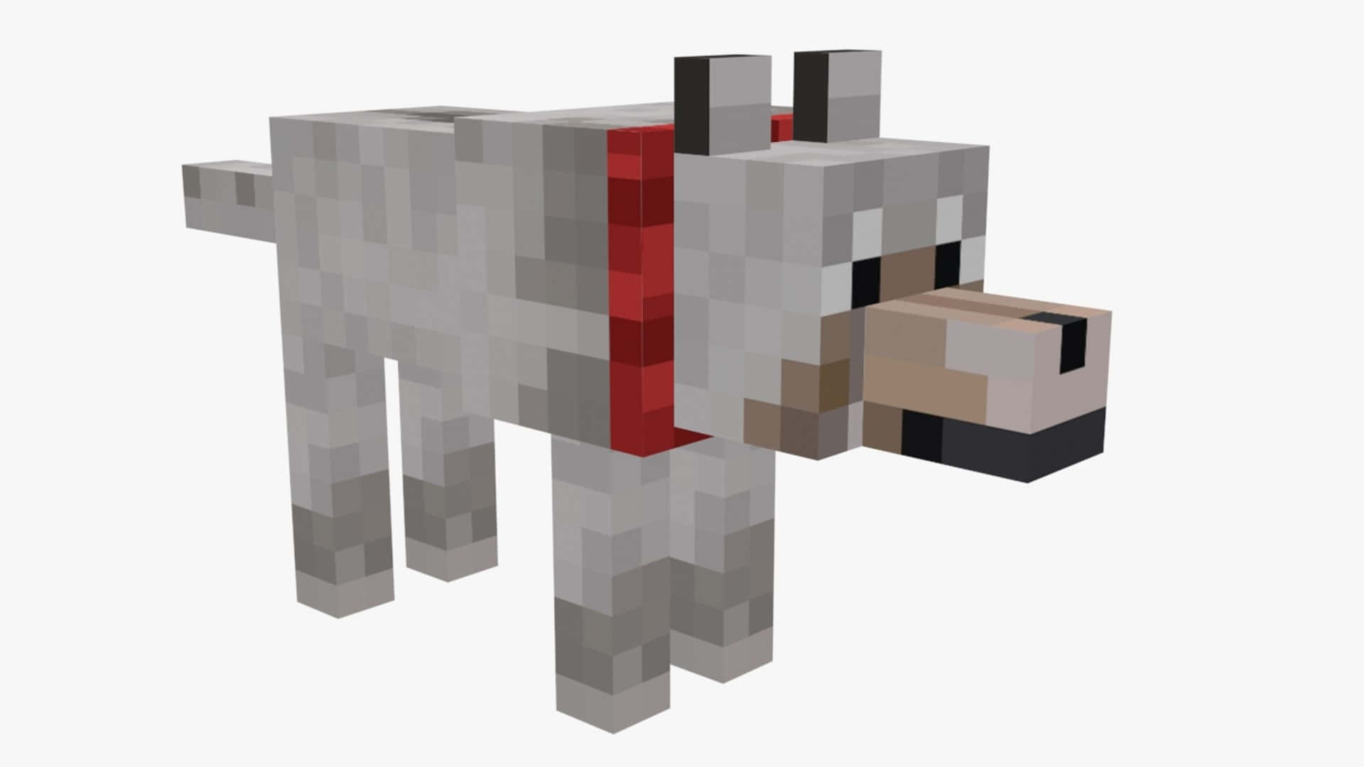 Minecraft Wolf 桌布 壁紙 — 一隻像素化的灰色狼戴着紅色項圈，以方塊狀的Minecraft風格站在純白色背景前。