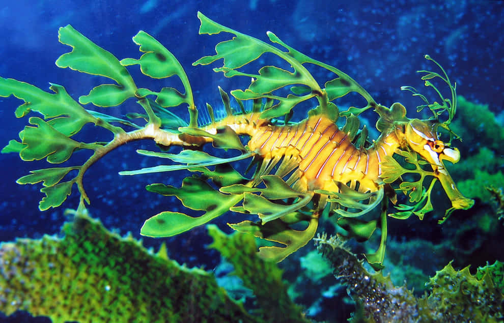 葉海龍喺藍色海水入面喺綠色海草之間游水。