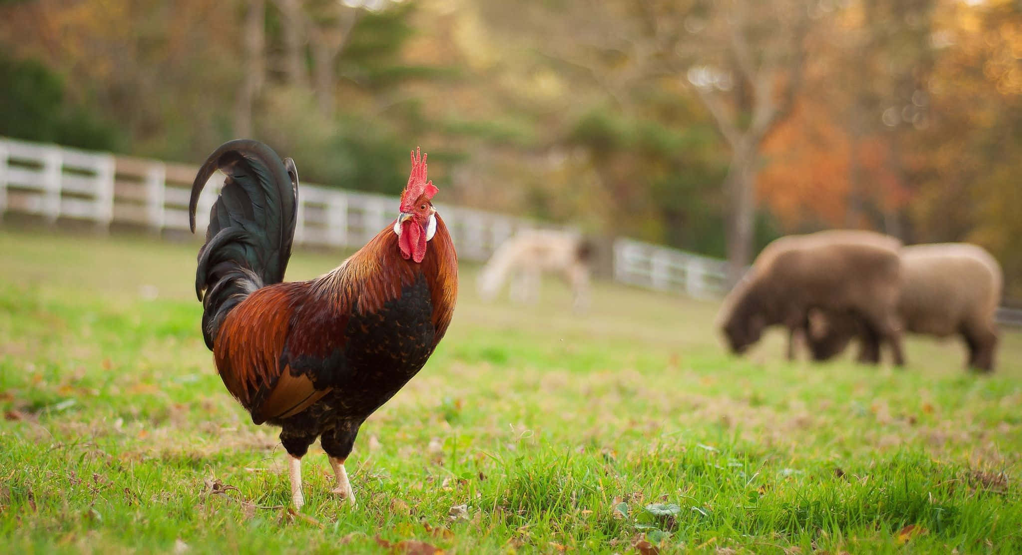 Farm Animal 桌布 壁紙 — 一隻充滿活力的公雞，擁有光澤的紅色雞冠和黑色尾巴，警覺地站在陽光明媚的草地上，而綿羊在白色籬笆後面吃草。