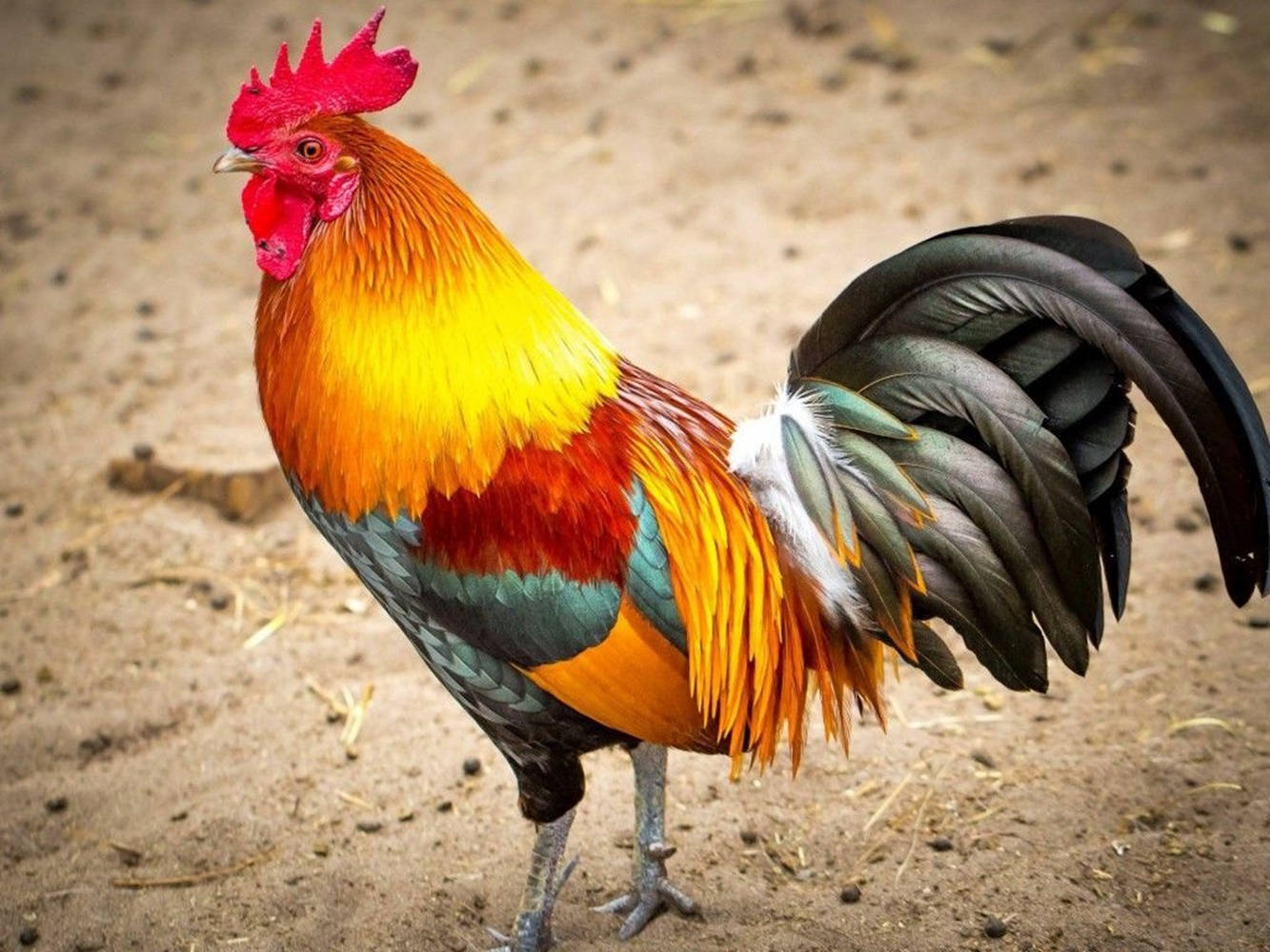 Chicken 桌布 壁紙 — 一隻充滿活力的公雞，有著火紅的雞冠和金橙色的羽毛，驕傲地站在塵土飛揚的地面上。