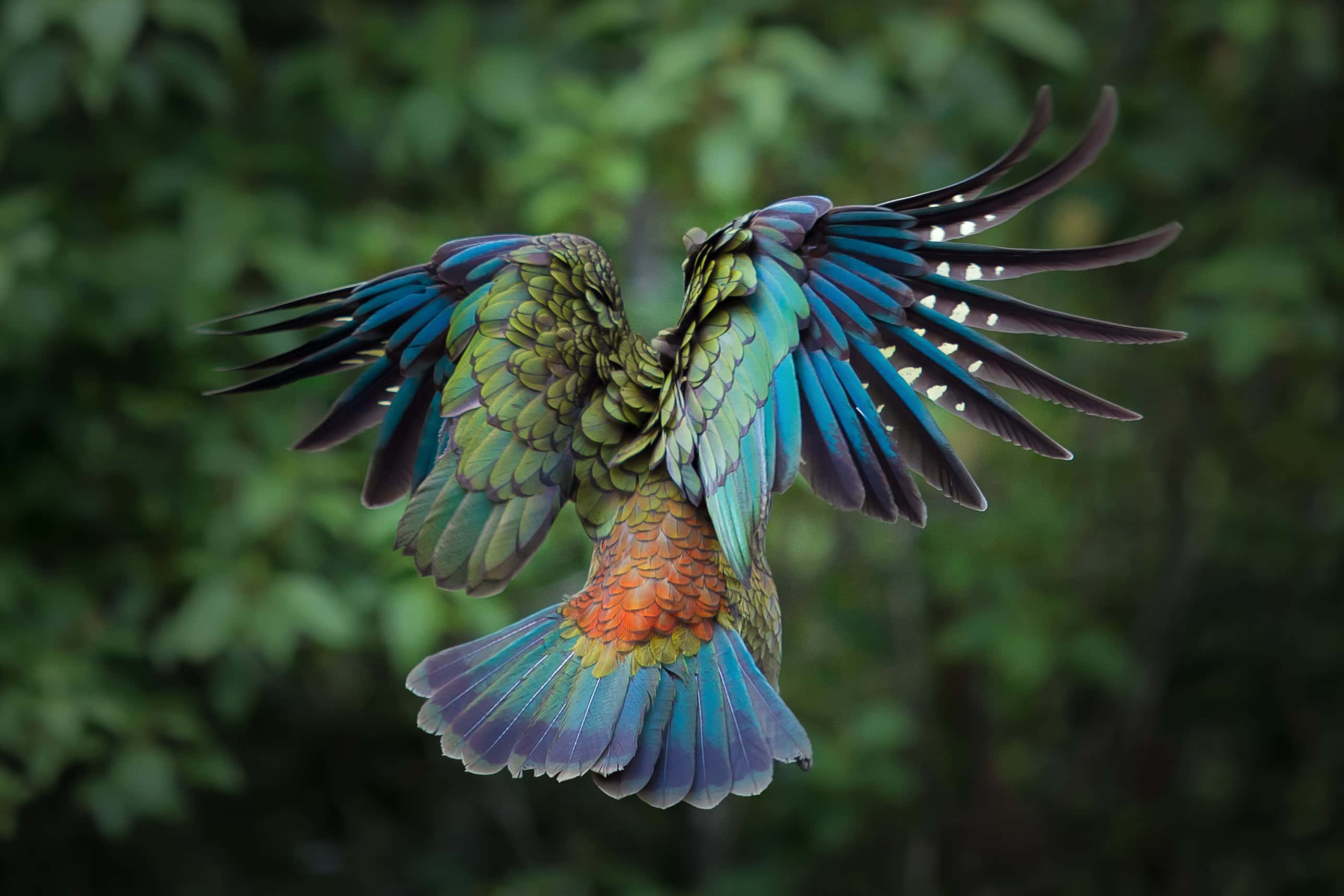 Beautiful Birds 桌布 壁紙 — 一隻充滿活力的卡卡鸚鵡在飛行中展開翅膀，背景是茂密的綠色森林。