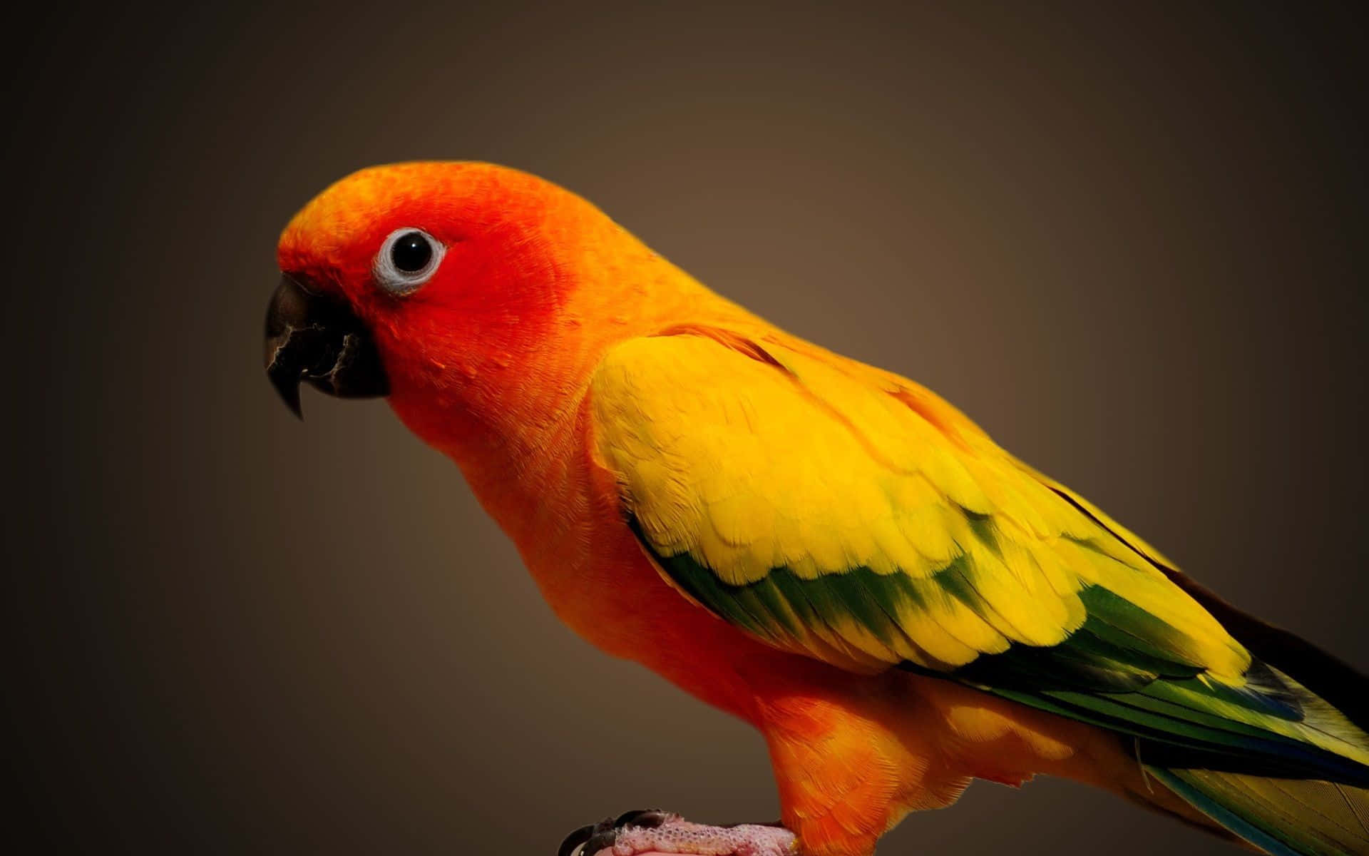 parrot 桌布 壁紙 — 一隻充滿活力的太陽錐尾鸚鵡，有著火橙色的頭部和黃色的翅膀，棲息在柔和的漸變背景上。