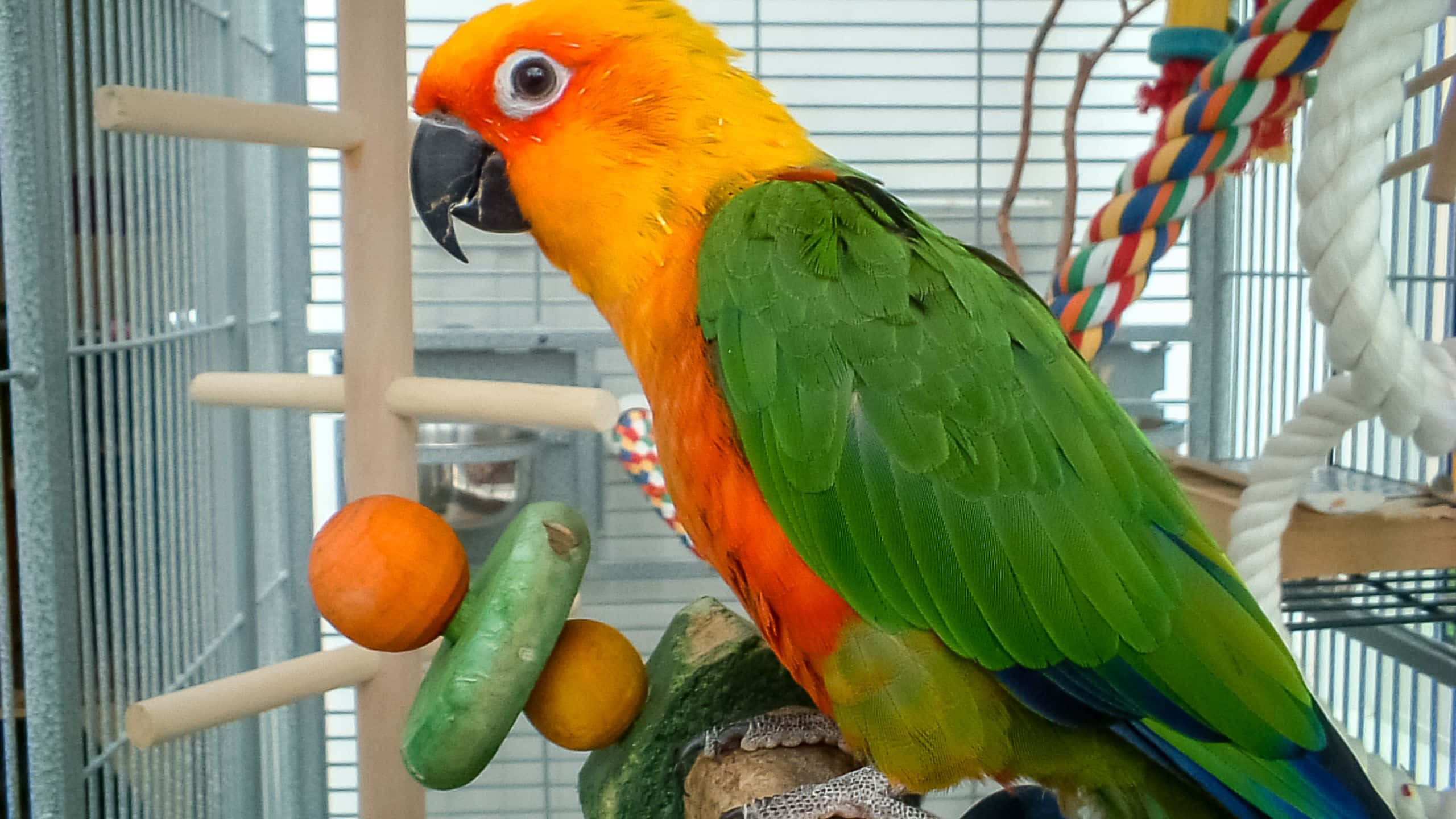 pets 桌布 壁紙 — 一隻充滿活力的太陽錐尾鸚鵡棲息在籠內的樹枝上，周圍環繞著色彩繽紛的玩具和自然光。