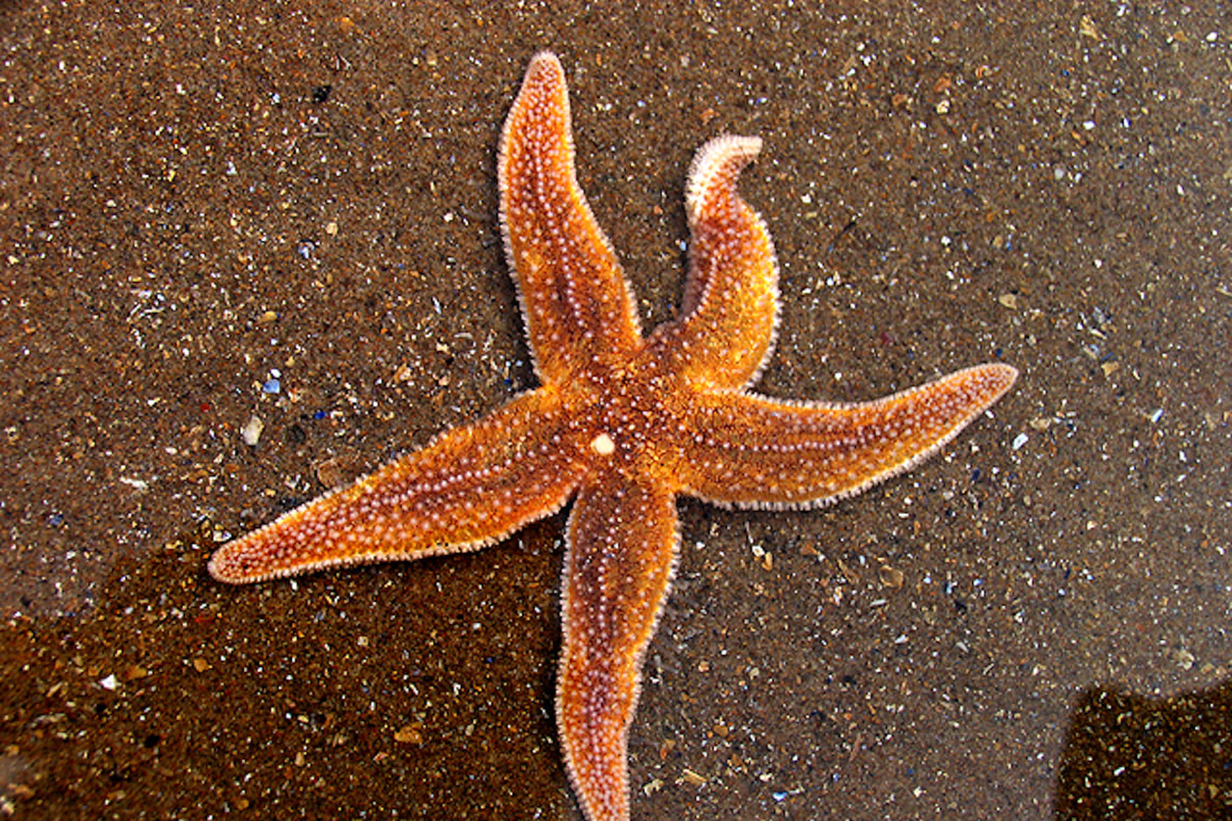 Starfish 桌布 壁紙 — 一隻充滿活力的橙色海星，帶有紋理的手臂，躺在濕潤的深色沙灘上。