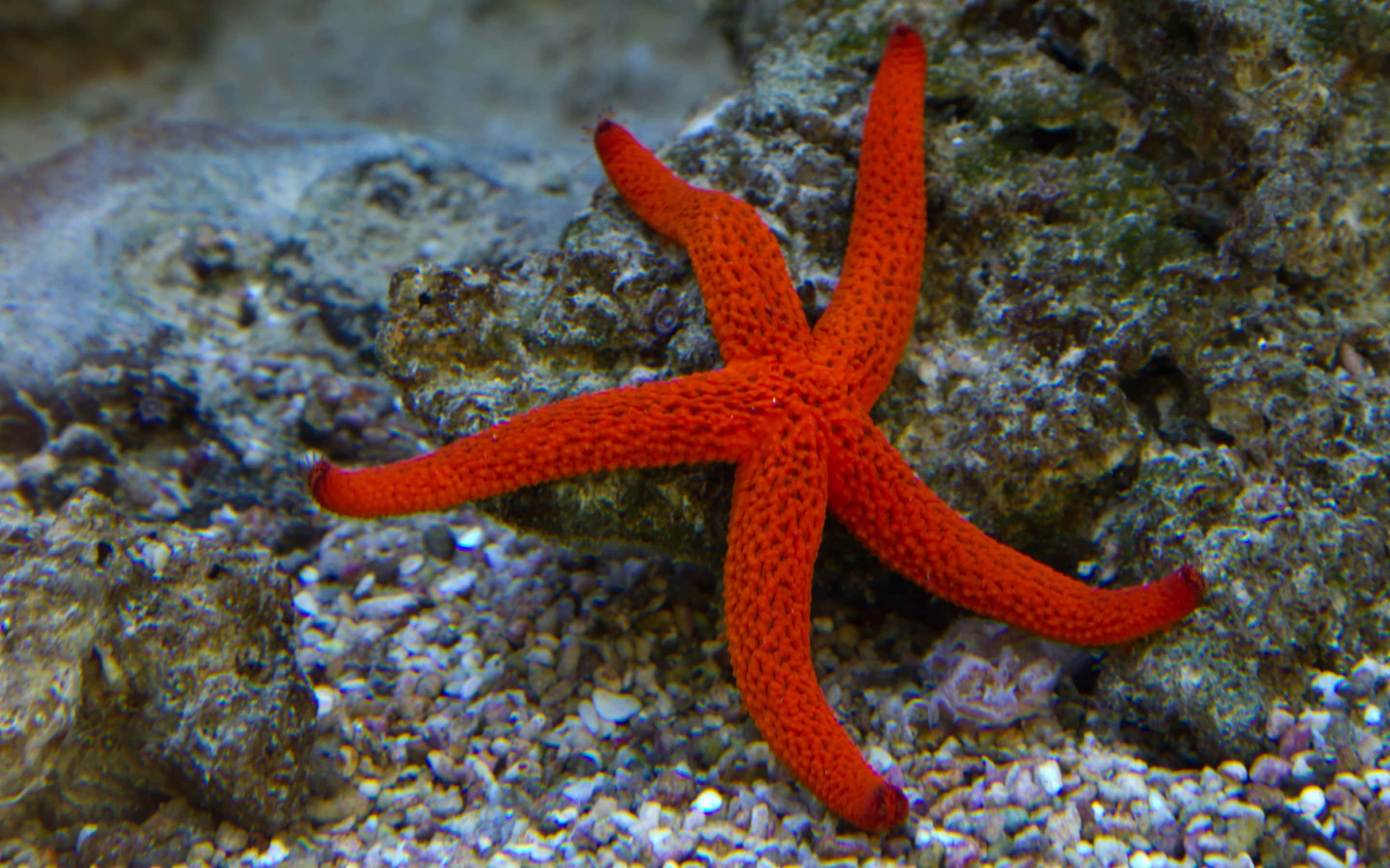 Starfish 桌布 壁紙 — 一隻充滿活力的橙色海星，帶有紋理的手臂，緊貼在碎石海底上方的岩石礁上。