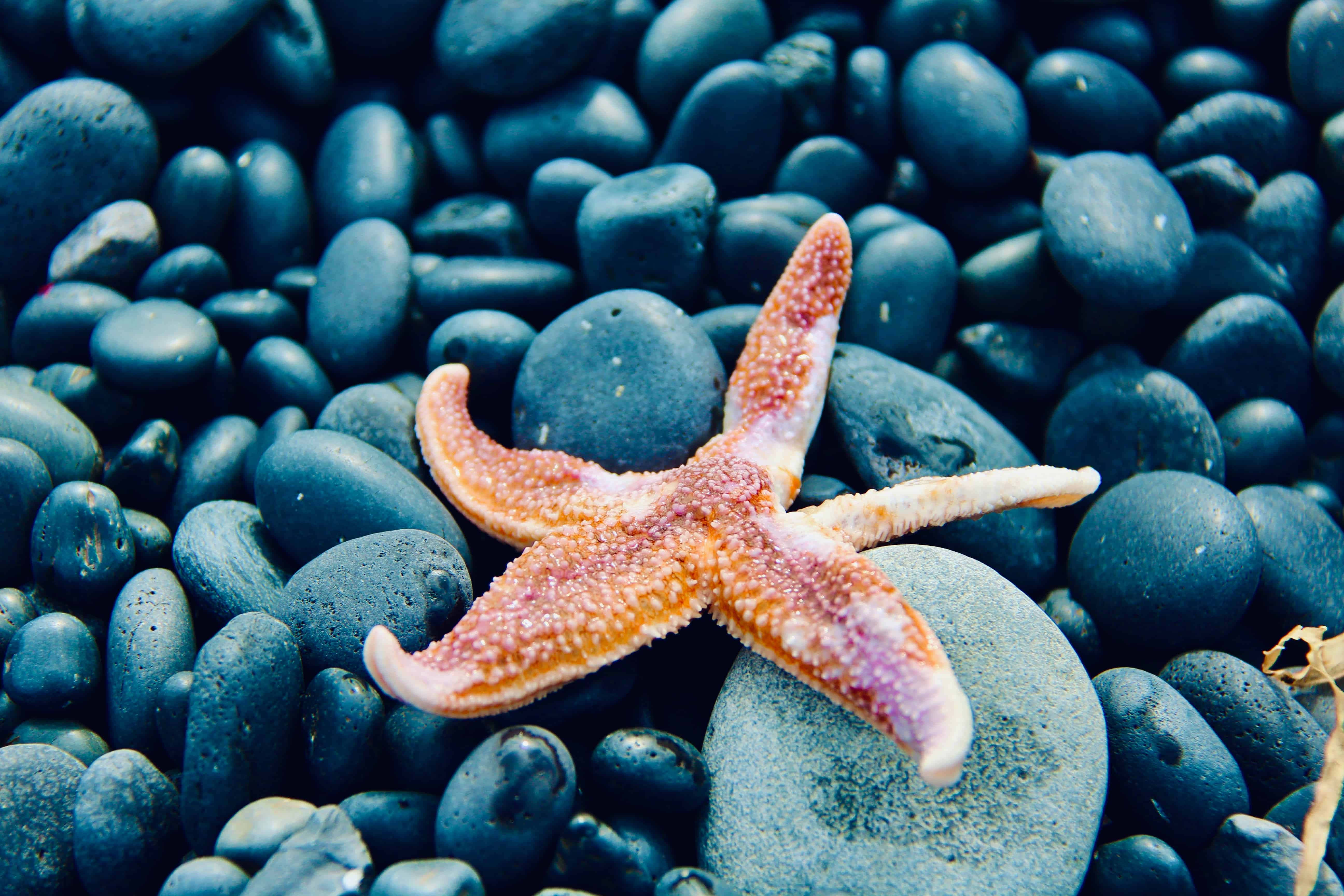 Starfish 桌布 壁紙 — 一隻充滿活力的橙色海星躺在海邊光滑的深藍色鵝卵石上。