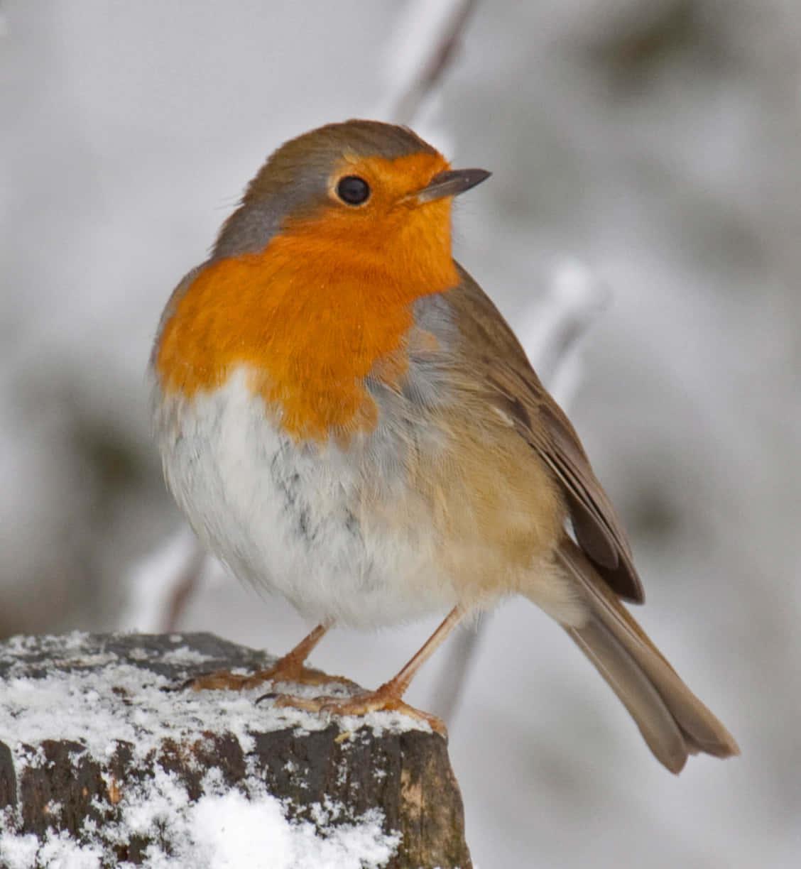 robin 桌布 壁紙 — 一隻充滿活力的歐洲知更鳥棲息在灑滿白雪的木頭上，背景是柔和的白色冬日景色。