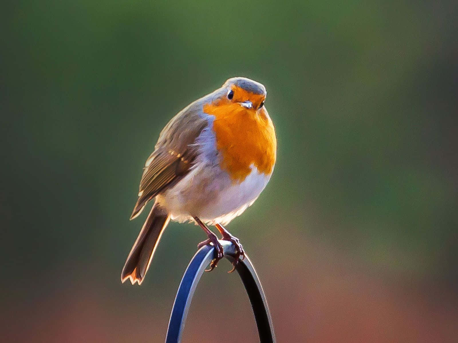 Beautiful Birds 桌布 壁紙 — 一隻充滿活力的歐洲知更鳥警覺地棲息在一條彎曲的金屬線上，背景是柔和模糊的綠色和琥珀色。