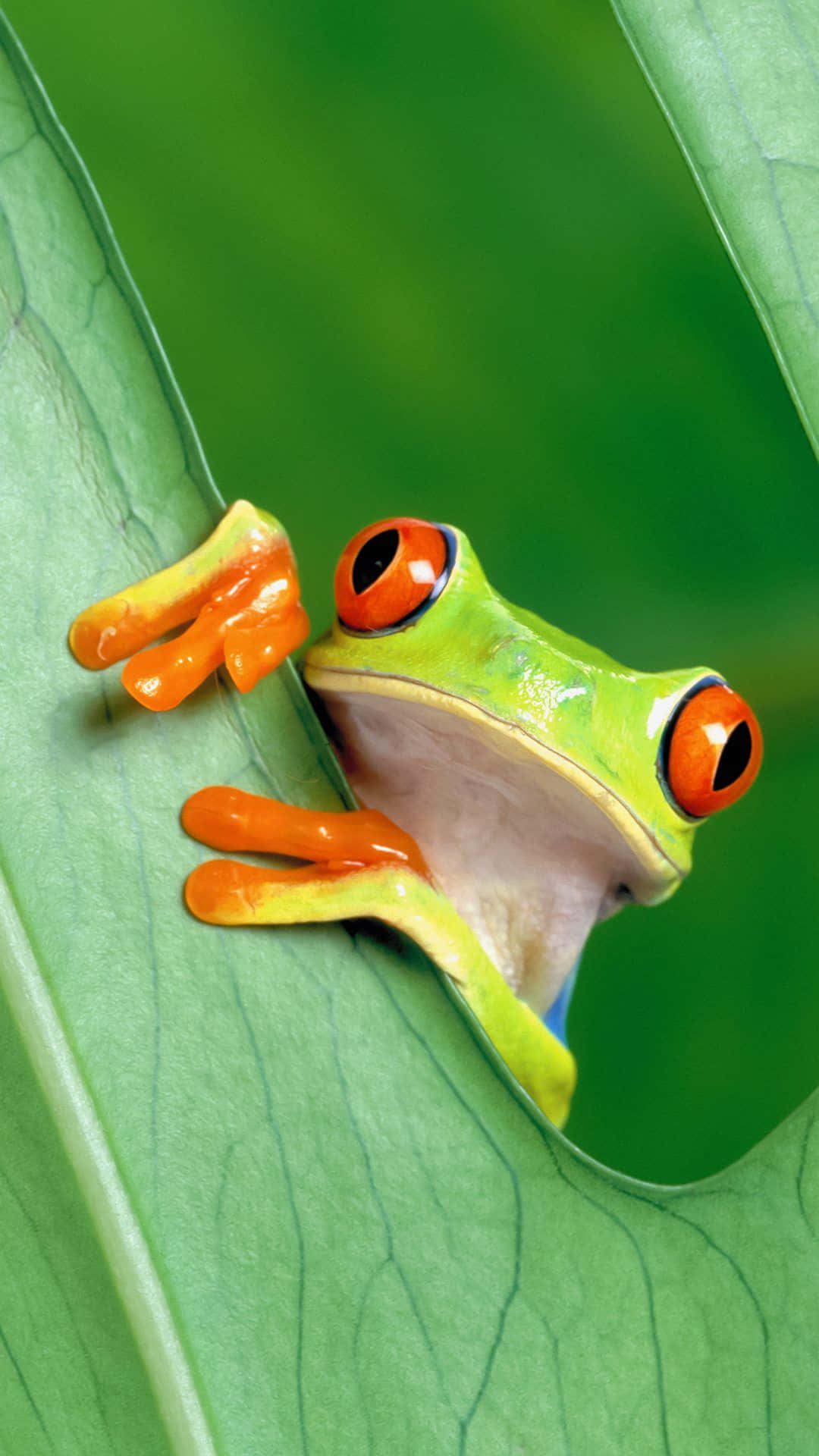 Cute Frog 桌布 壁紙 — 一隻充滿活力的紅眼樹蛙，用明亮的橙色腳掌和引人注目的紅色眼睛，緊緊抓住一片茂盛的綠葉。