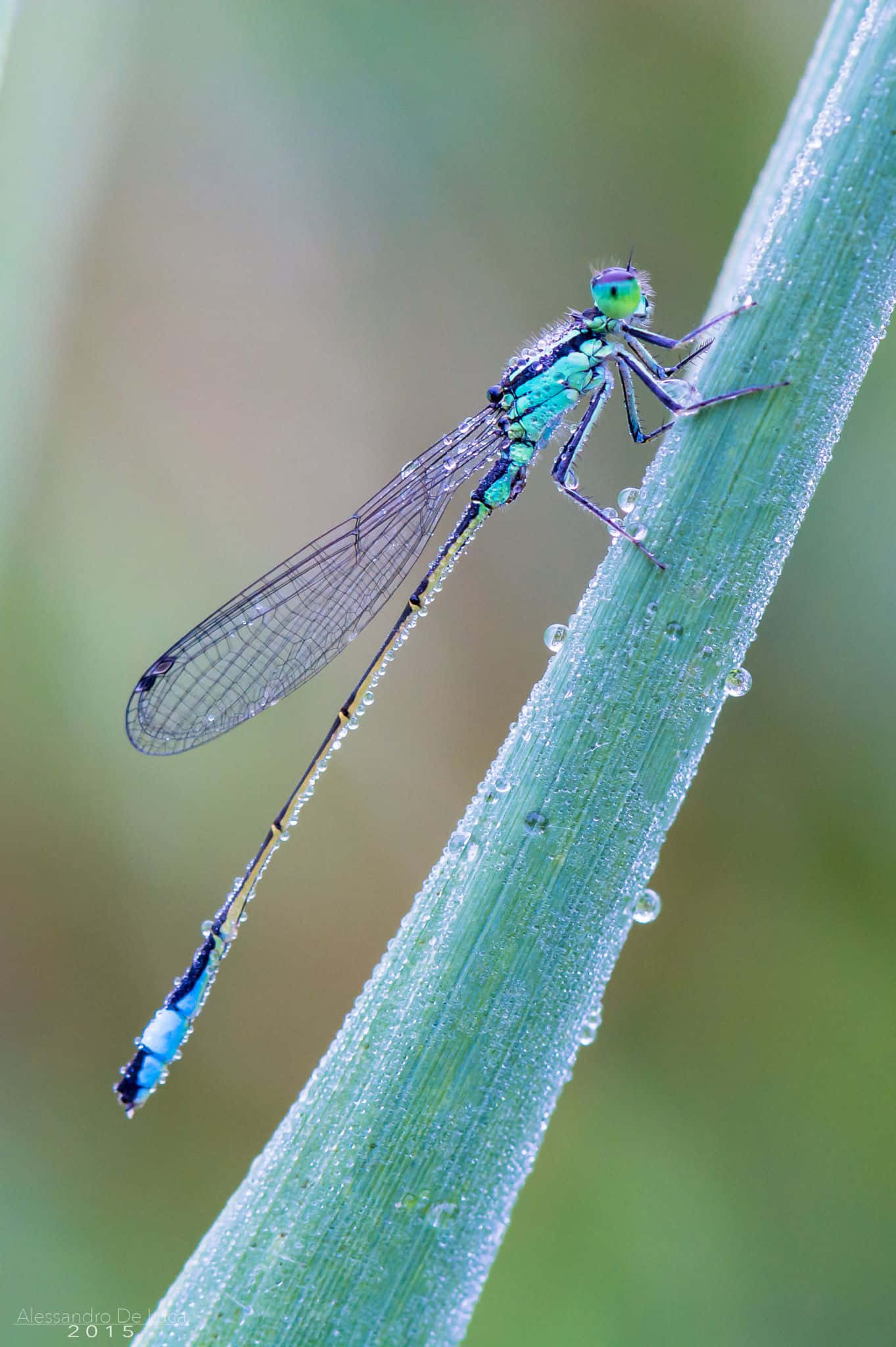 Blue Dragonfly 桌布 壁紙 — 一隻充滿活力的綠松色豆娘，輕輕停在一根沾滿露水的綠色草葉上，背景是柔和模糊的自然景色。