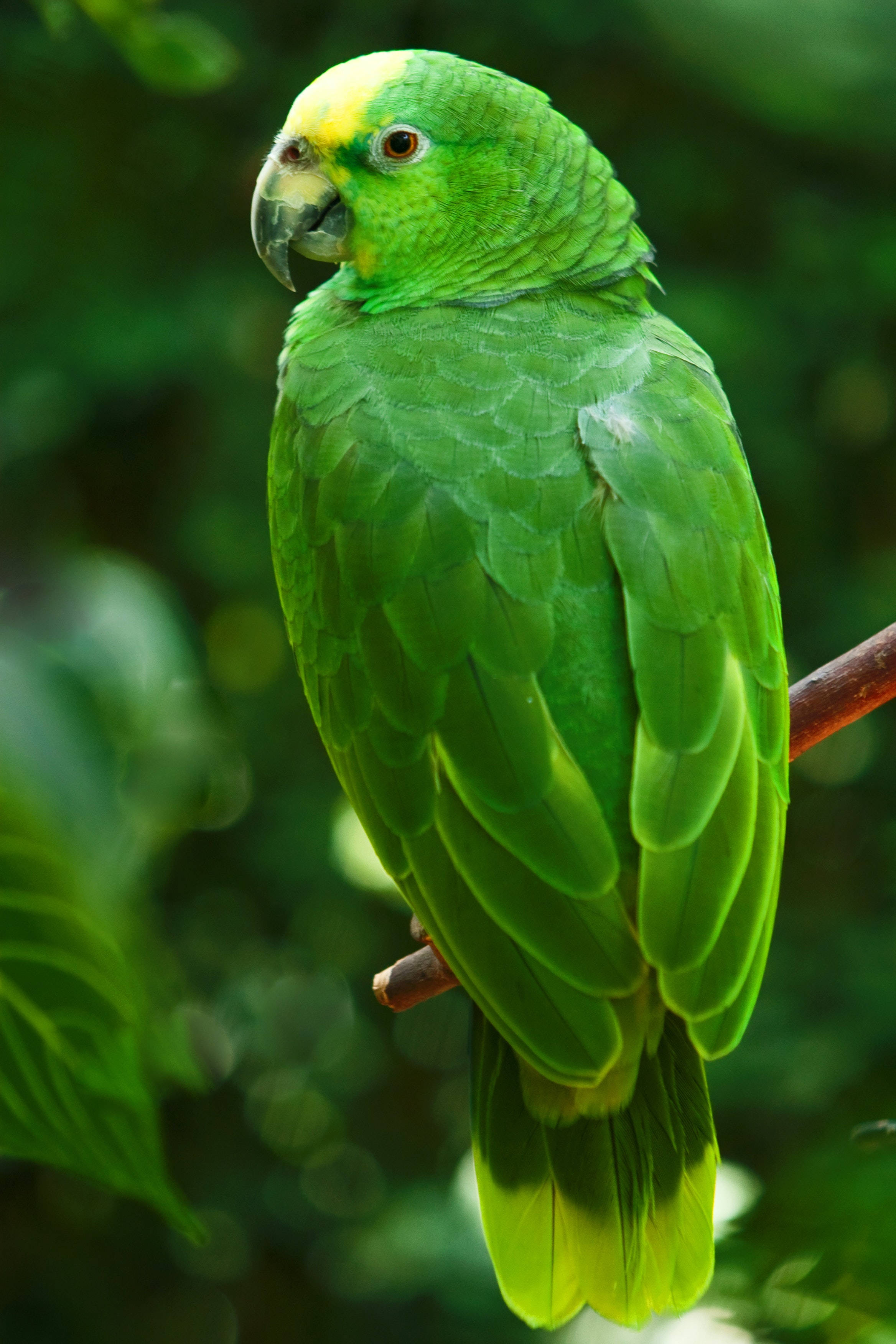 parrot 桌布 壁紙 — 一隻充滿活力的綠色亞馬遜鸚鵡棲息在樹枝上，周圍是茂密的樹葉，背景柔和模糊。