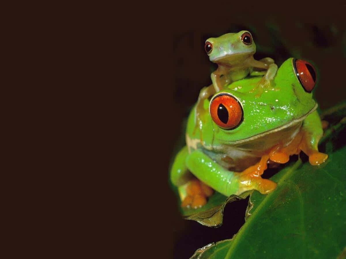 Aesthetic Frog 桌布 壁紙 — 一隻充滿活力的綠色樹蛙，有著引人注目的紅色眼睛，背著一隻小蝌蚪，棲息在葉子上，背景為深色。