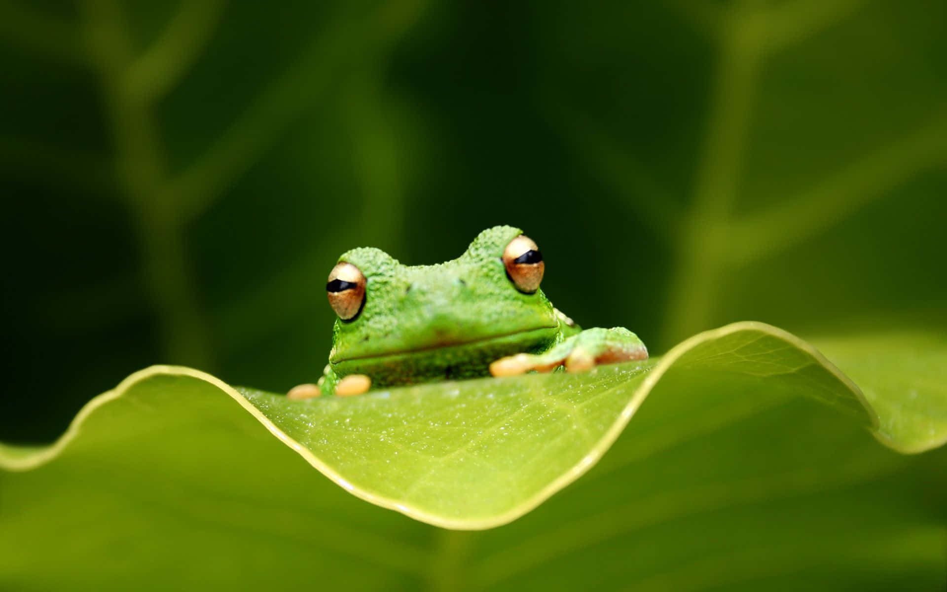 Cute Frog 桌布 壁紙 — 一隻充滿活力的綠色樹蛙，金色眼睛警覺地棲息在一片沾滿露水的葉子上，背景是柔和模糊的綠色。
