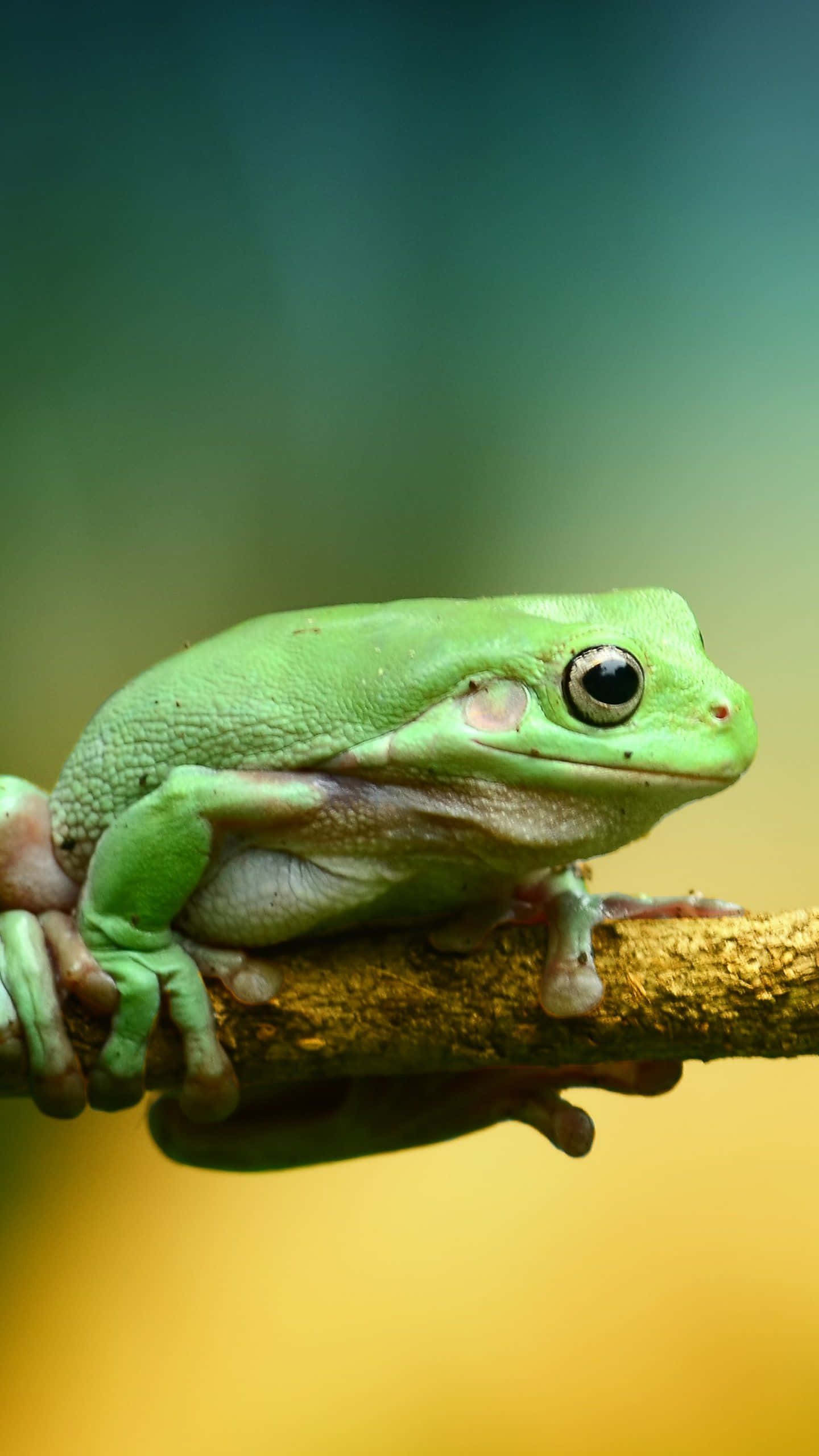 Cute Frog 桌布 壁紙 — 一隻充滿活力的綠色樹蛙警覺地棲息在陽光照耀的樹枝上，背景是柔和模糊的漸變色。