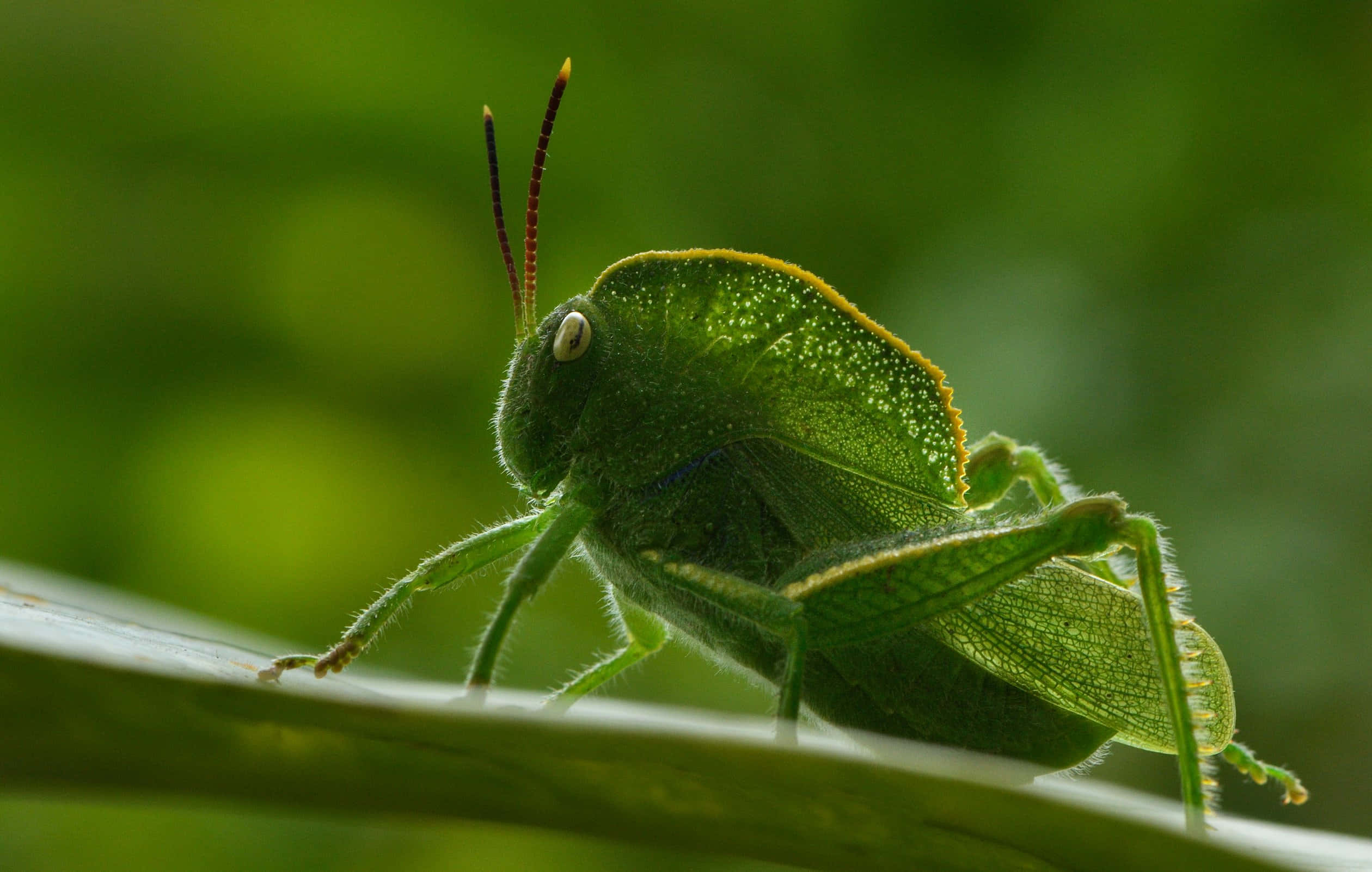 Grasshopper 桌布 壁紙 — 一隻充滿活力的綠色葉蟲輕柔地棲息在葉子上，背景帶有柔和散景效果。