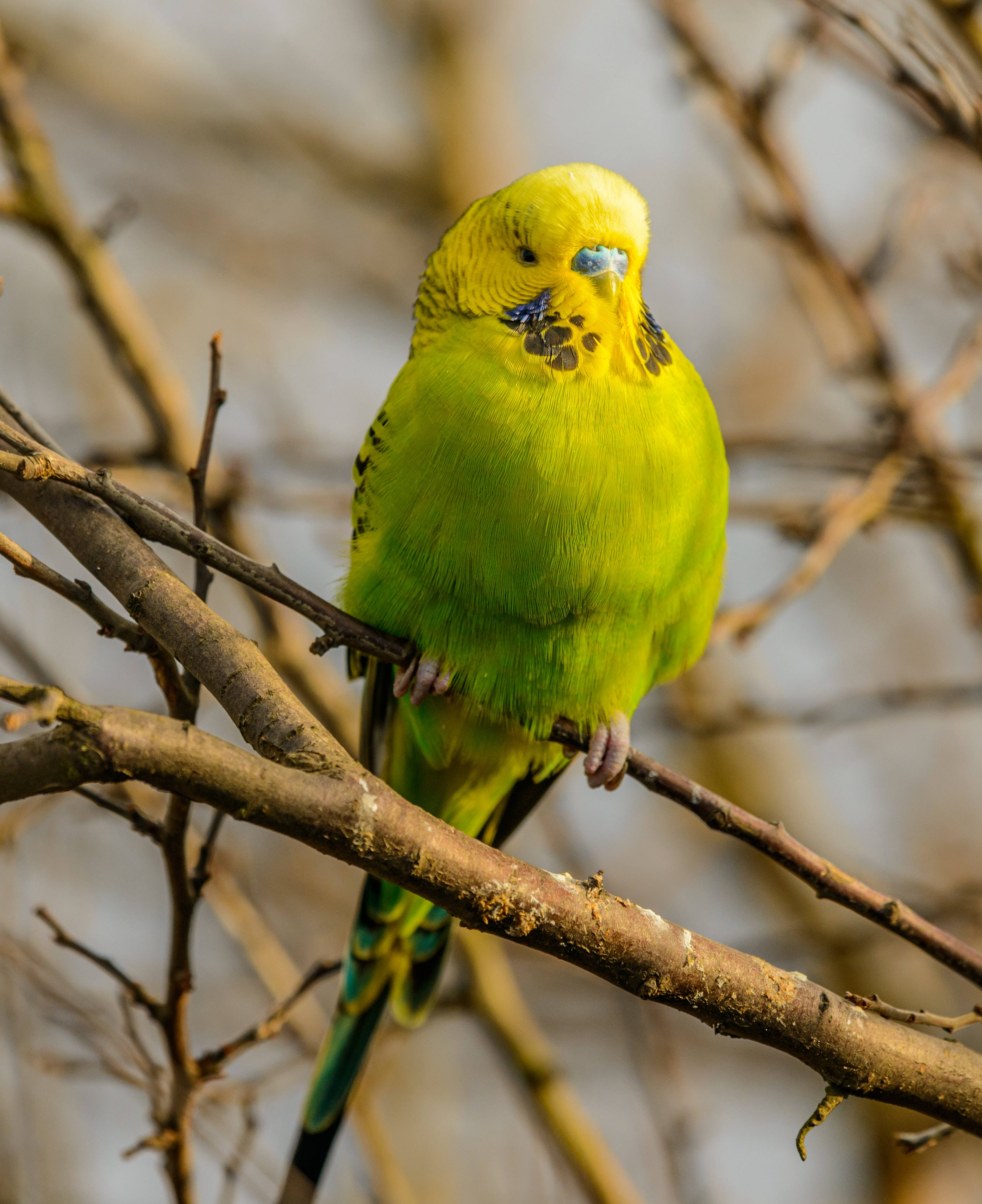 parrot 桌布 壁紙 — 一隻充滿活力的綠色虎皮鸚鵡平靜地棲息在光禿禿的樹枝上，背景柔和模糊。