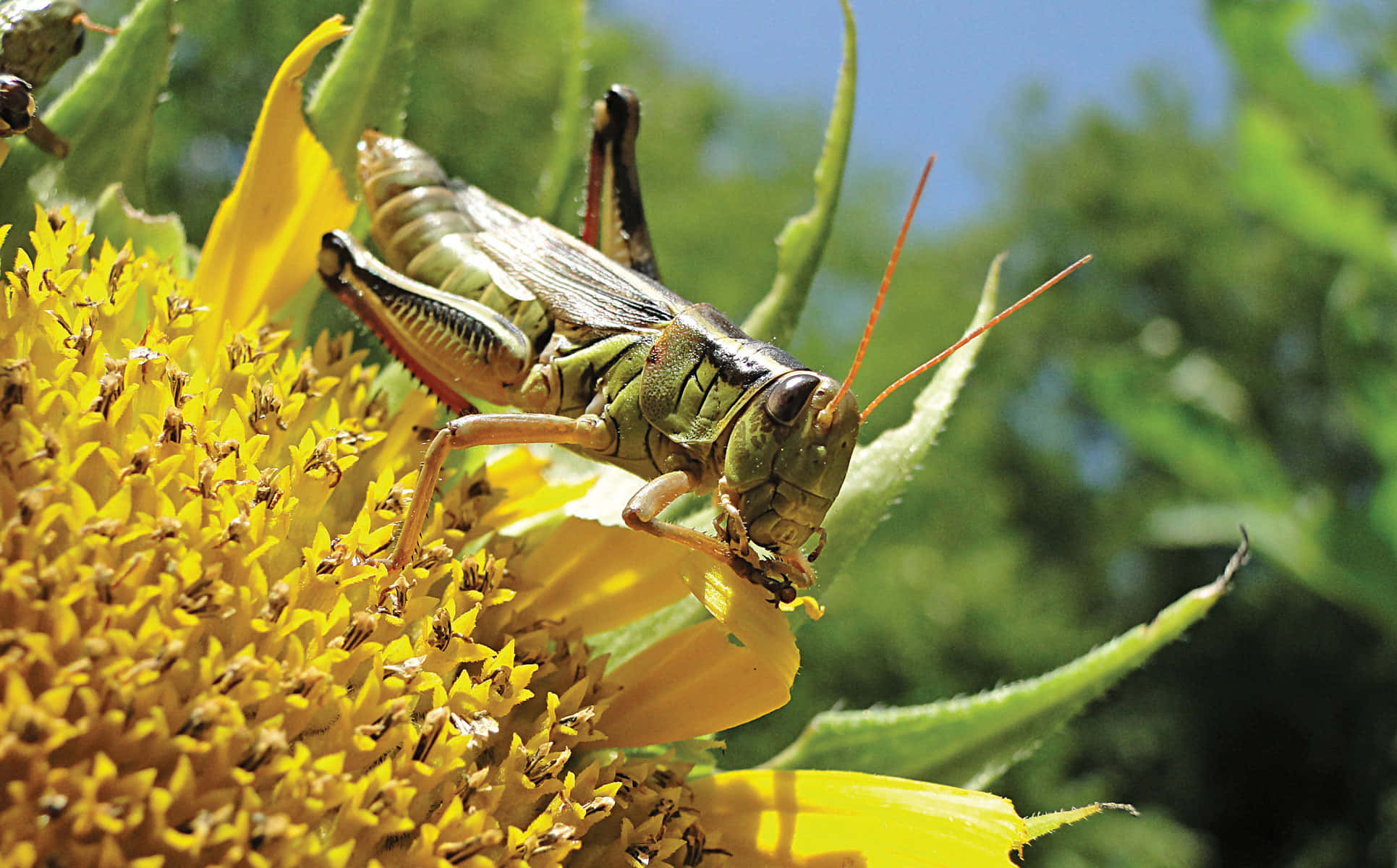 Grasshopper 桌布 壁紙 — 一隻充滿活力的綠色蚱蜢，在晴朗的藍天下，輕輕地停在一朵鮮黃色的向日葵上。