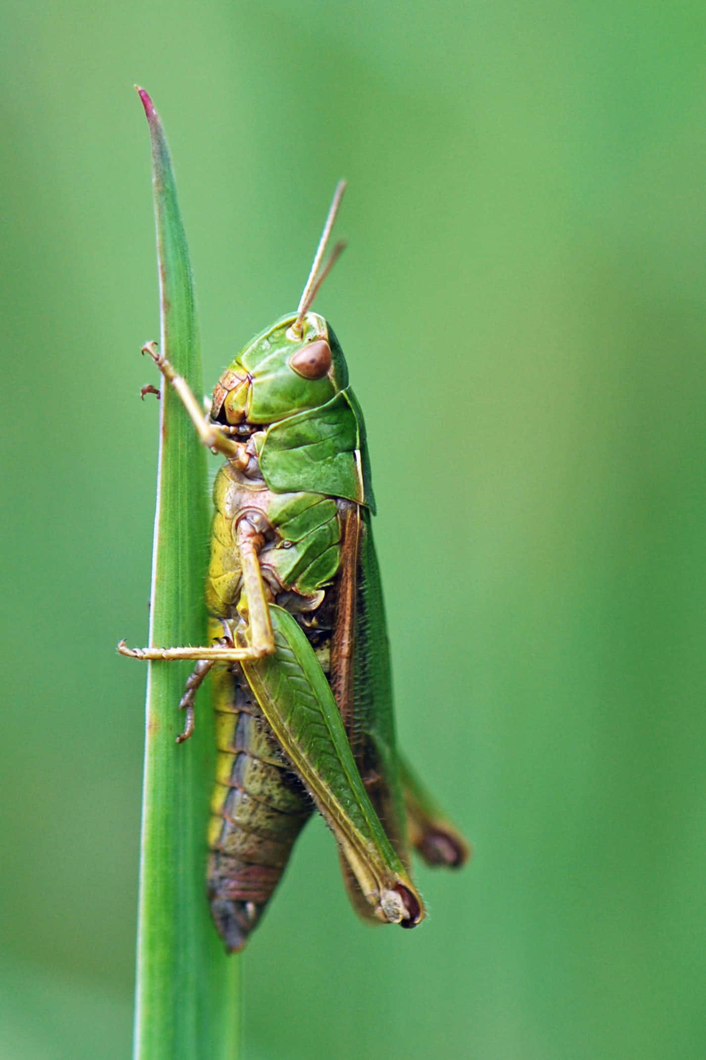 Grasshopper 桌布 壁紙 — 一隻充滿活力的綠色蚱蜢緊貼著一片纖細的草葉，背景是柔和模糊的綠色。